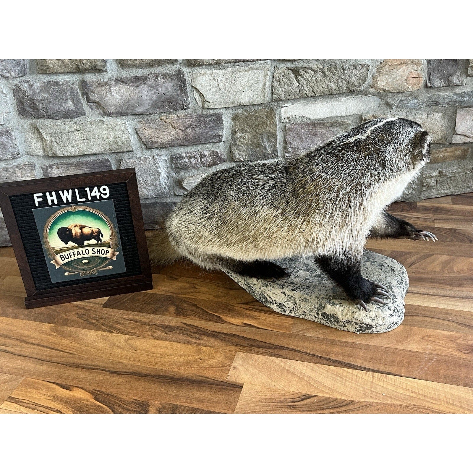 FHWL149- Fat Badger Taxidermy Mount
