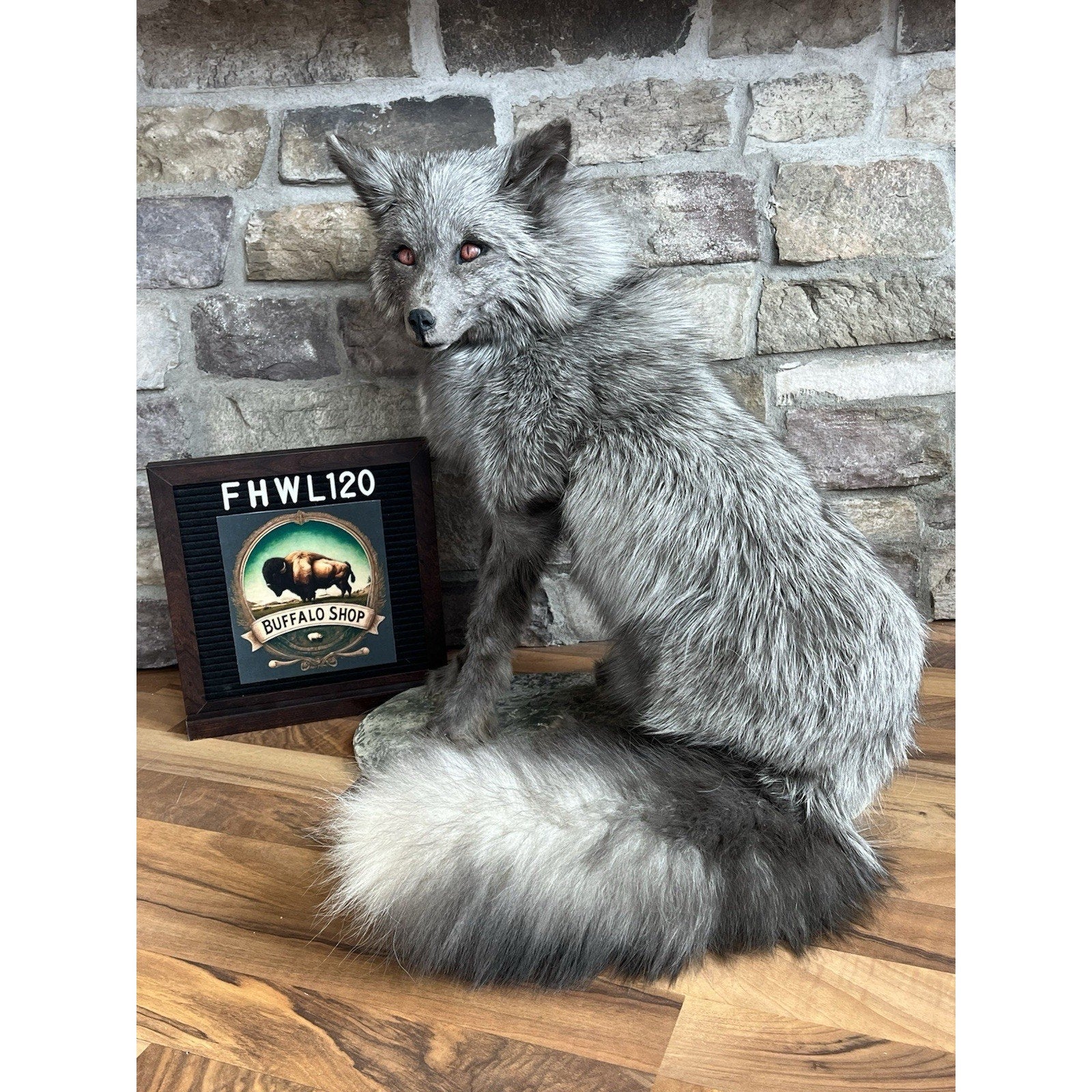 FHWL120 - Grey Ranch Fox Taxidermy Full Body Mount