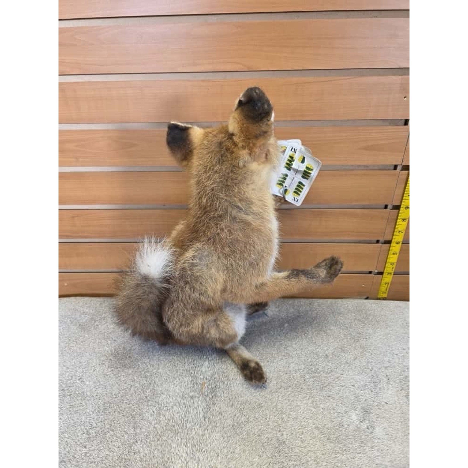 JTV233 - baby fox taxidermy mount