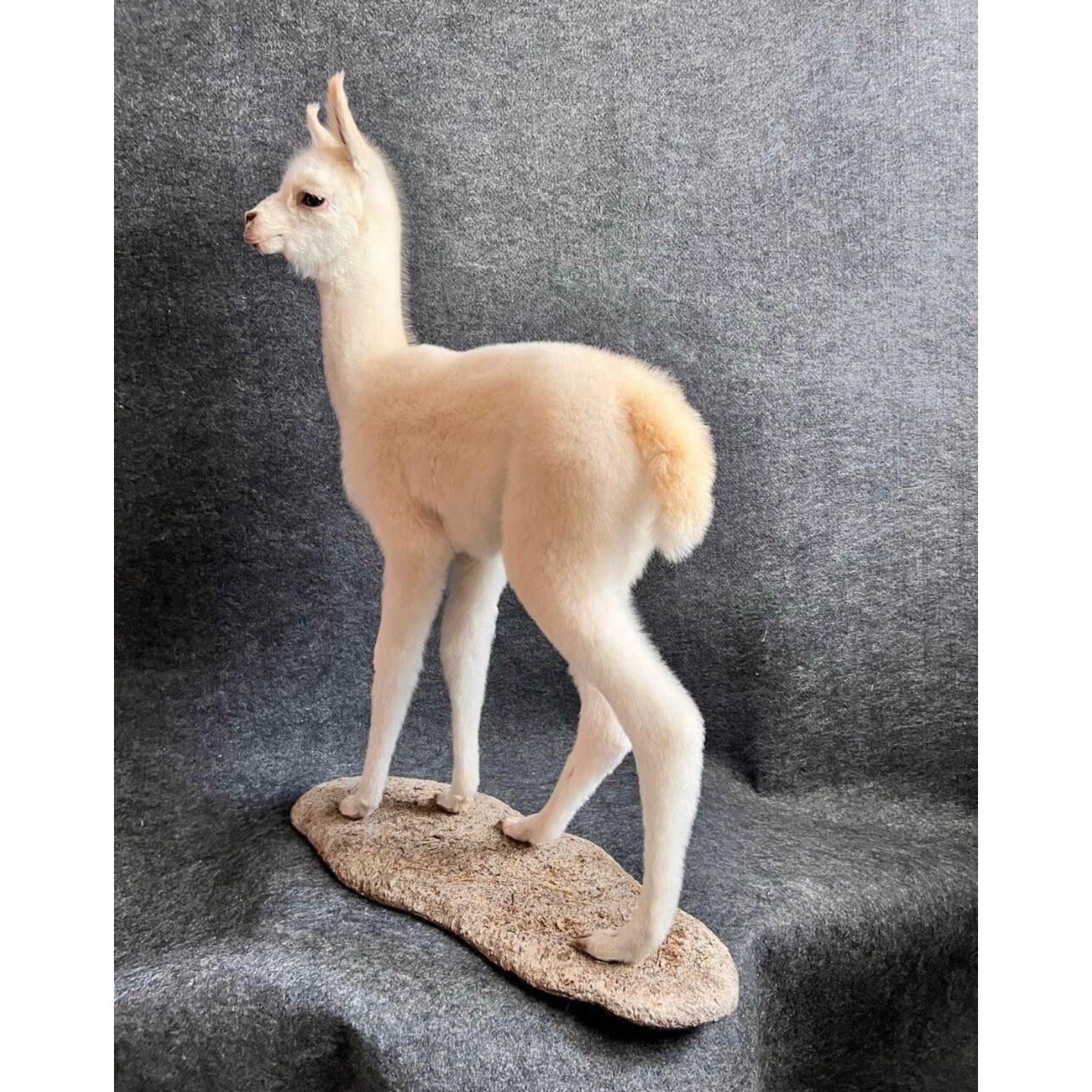 FHCM5 - Museum Quality Baby Llama Taxidermy Full Body Mount Lifesize