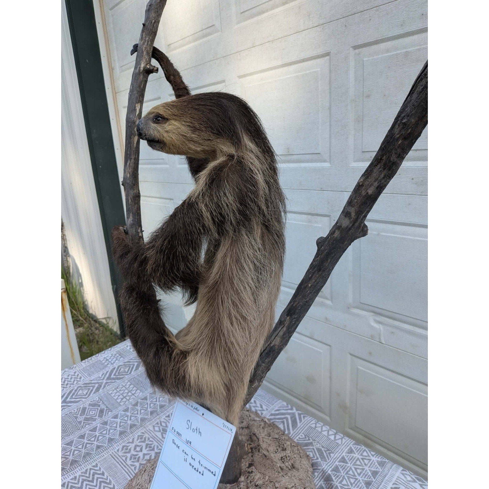 FHPAT159 - New Adult Sloth Taxidermy Mount Full Body