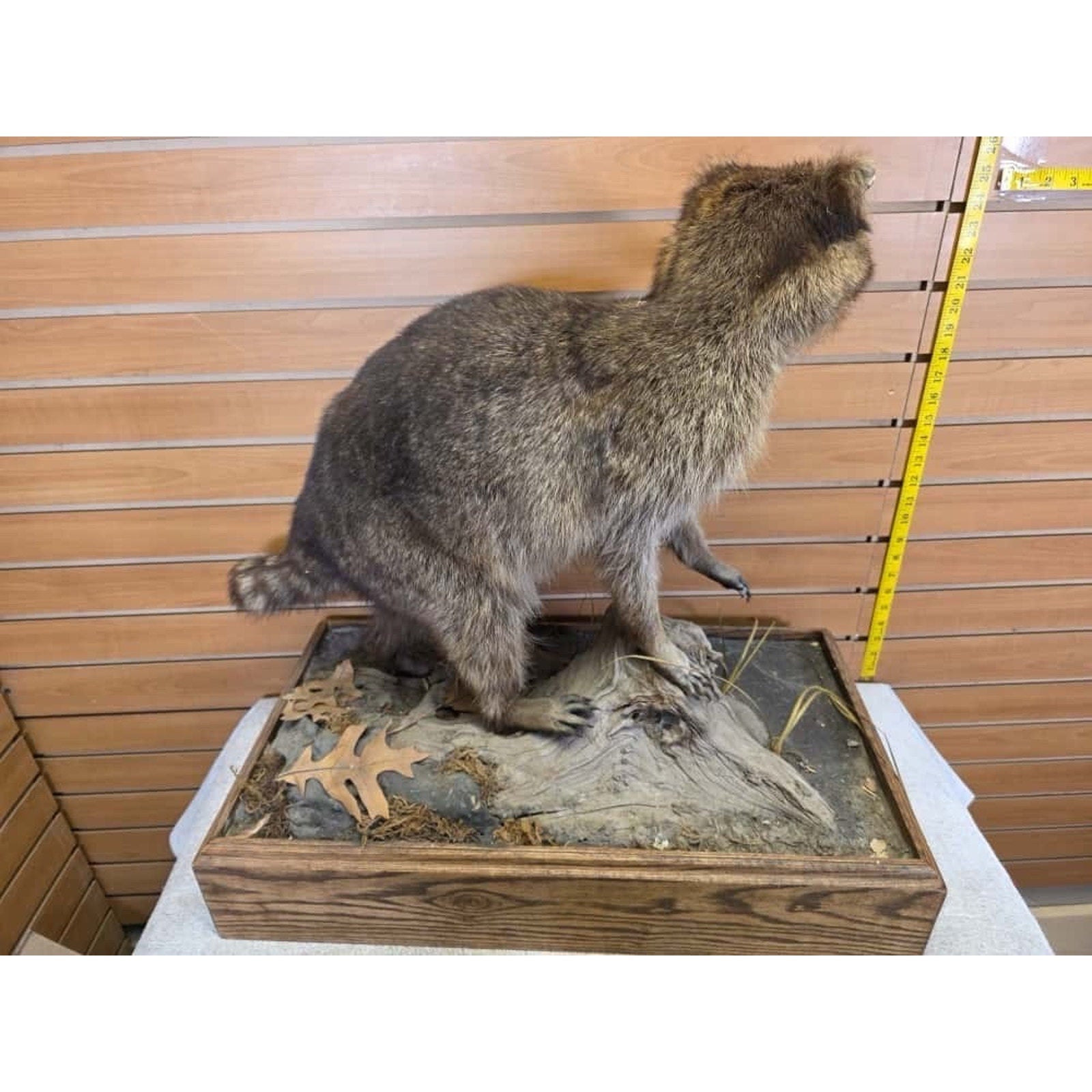 JTV250 - Vintage Raccoon Taxidermy Mount