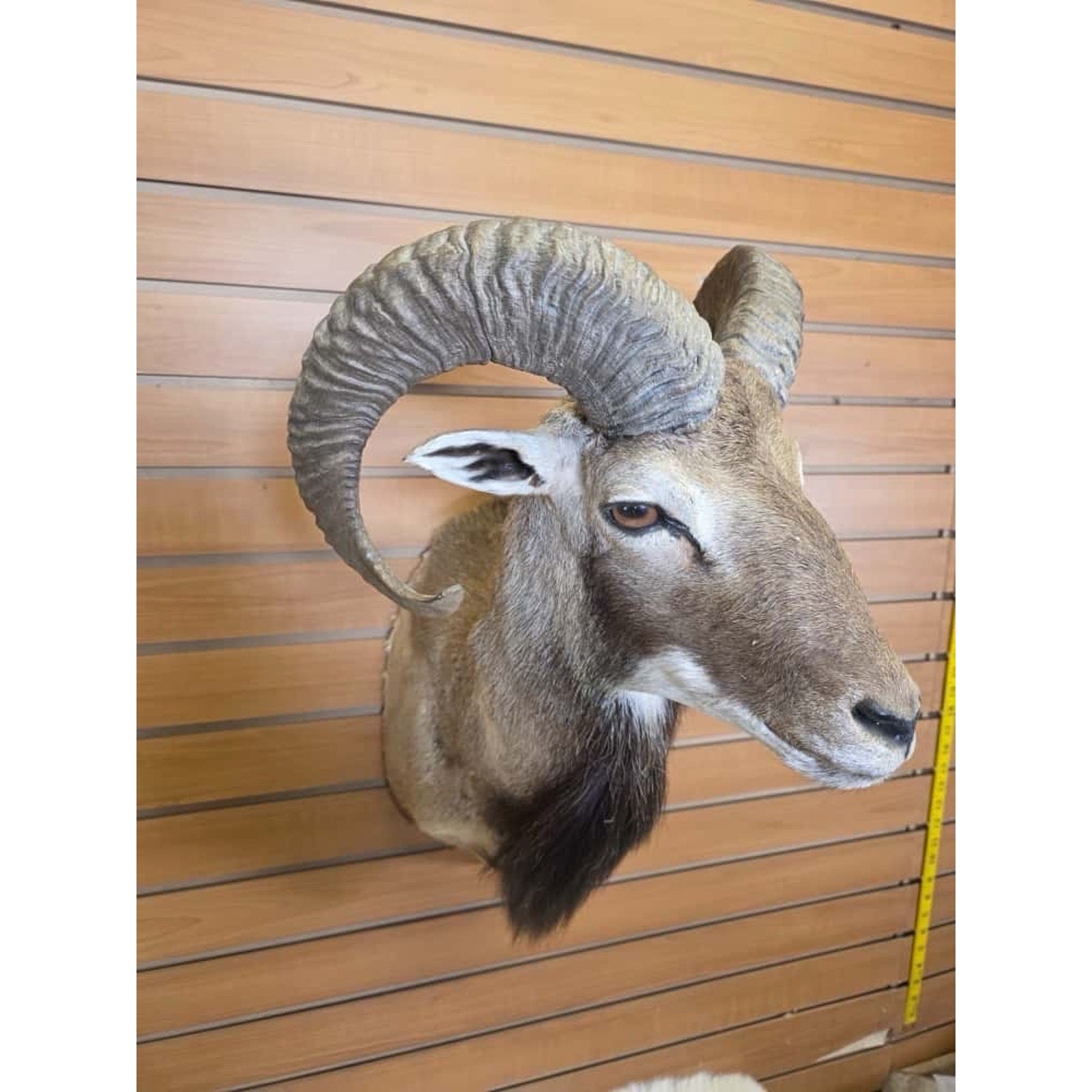 FHMN2 - Mouflon Ram taxidermy shoulder mount