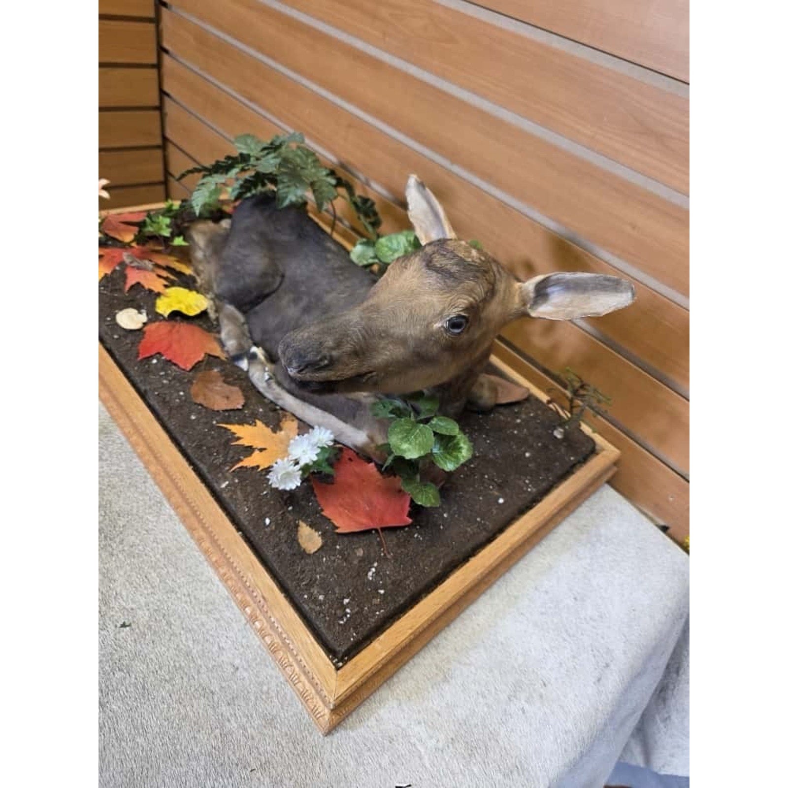 FHCM20 - Baby Moose Calf Full Body Taxidermy Mount