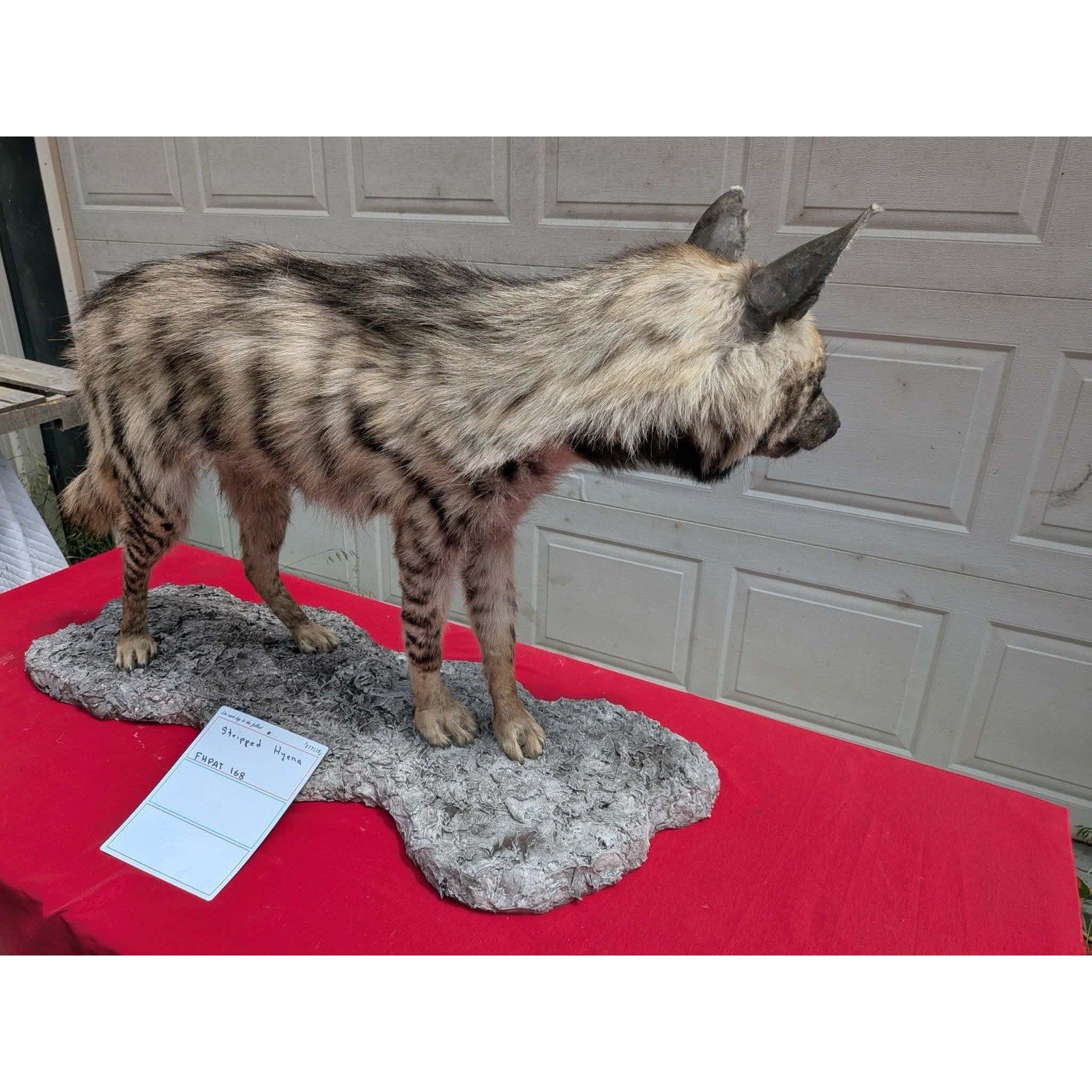 FHPAT168 - Striped hyena Super Rare New Taxidermy Mount