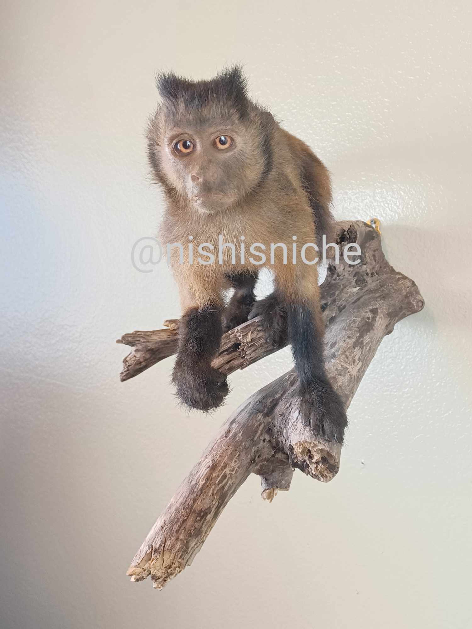 Brown capuchin monkey