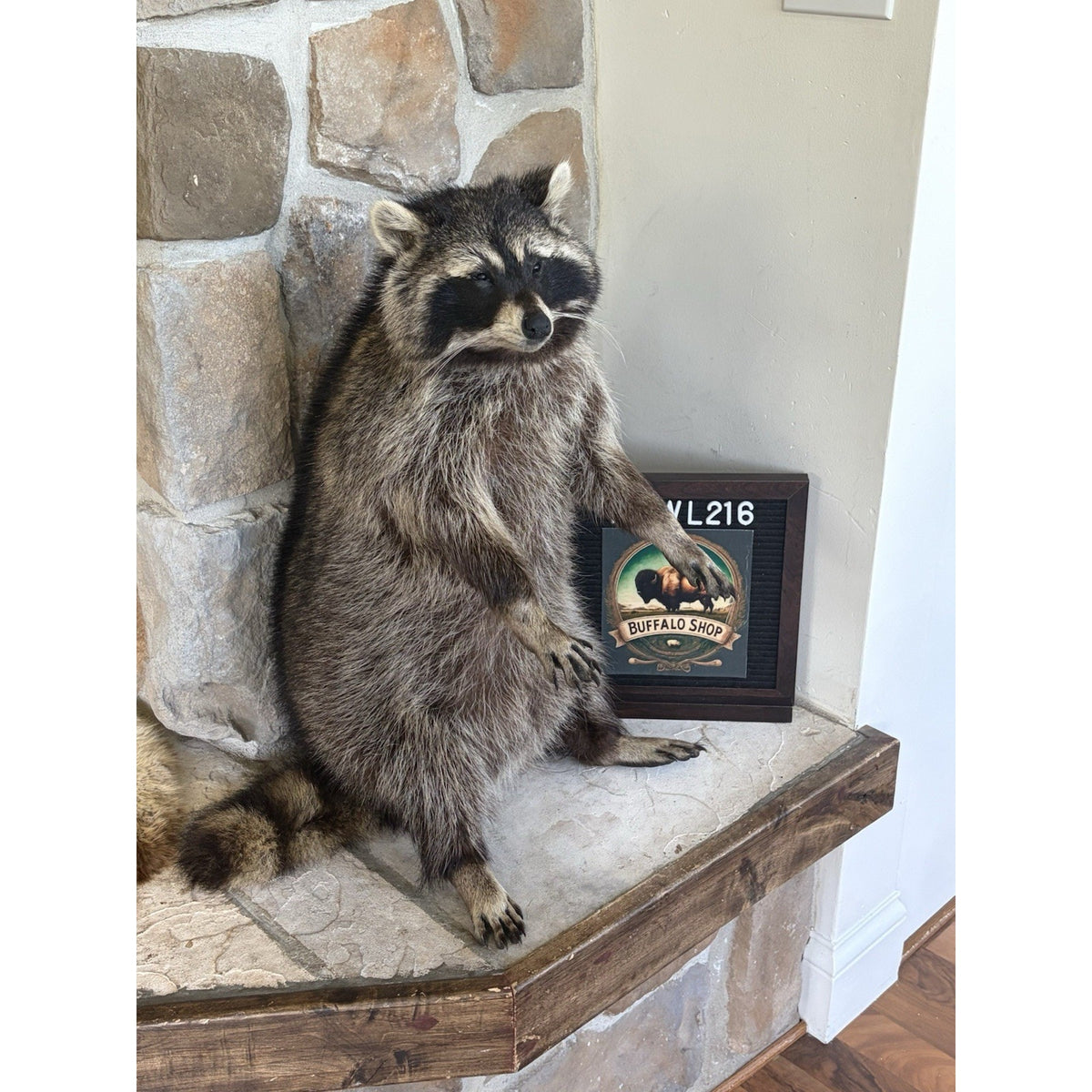 FHWL216 -premium Fat Raccoon Taxidermy Mount