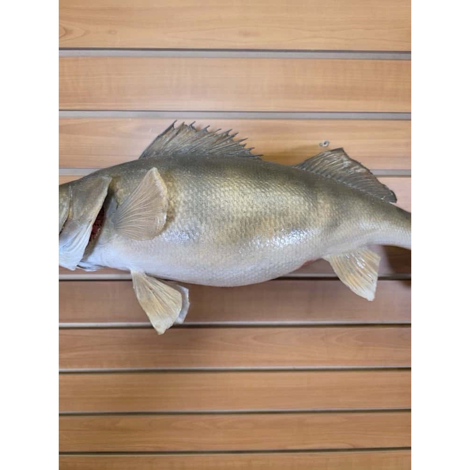JTV217 - Real Skin Walleye Fish Taxidermy Mount 25”