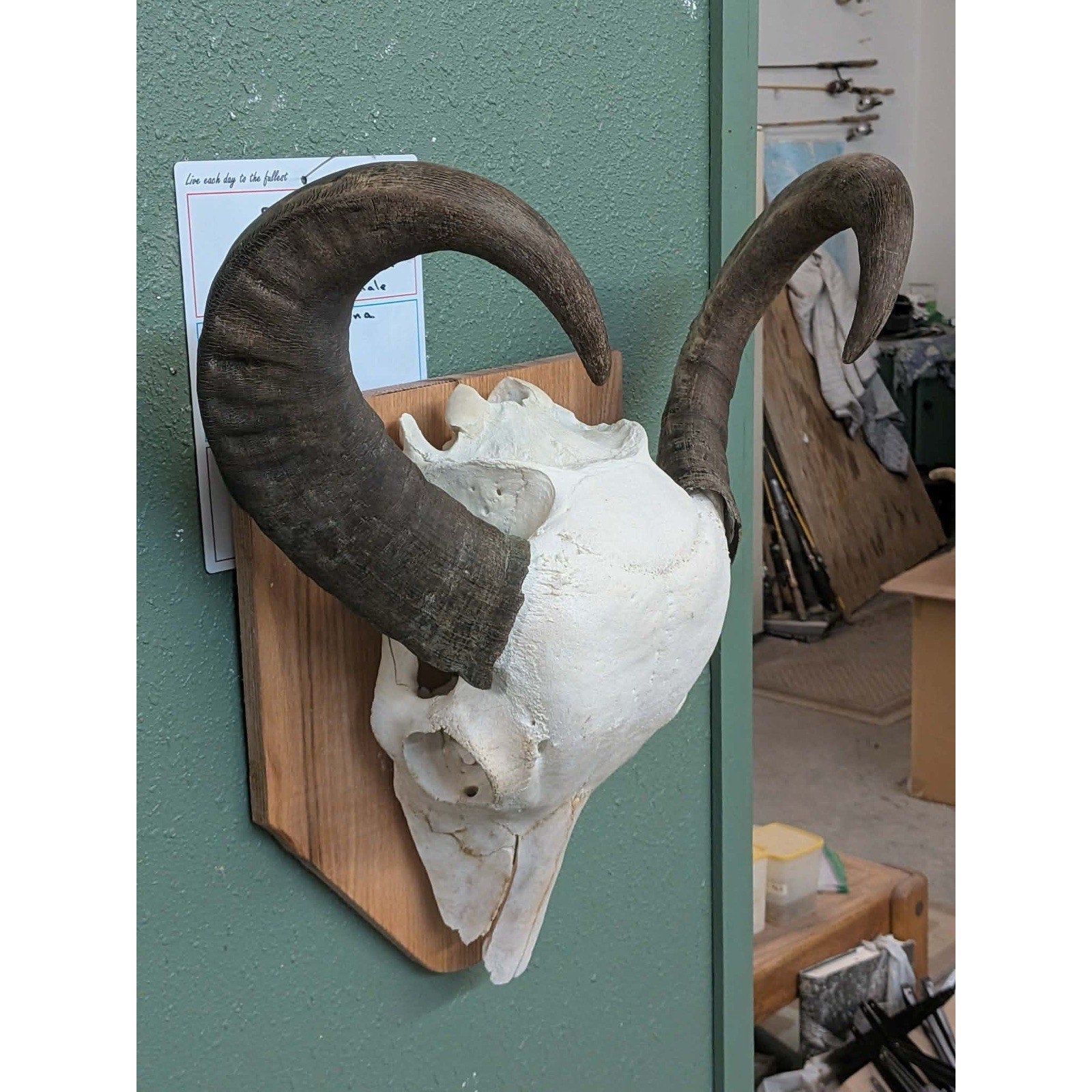 FHPAT185 - Professionally Cleaned South American Water Buffalo Skull