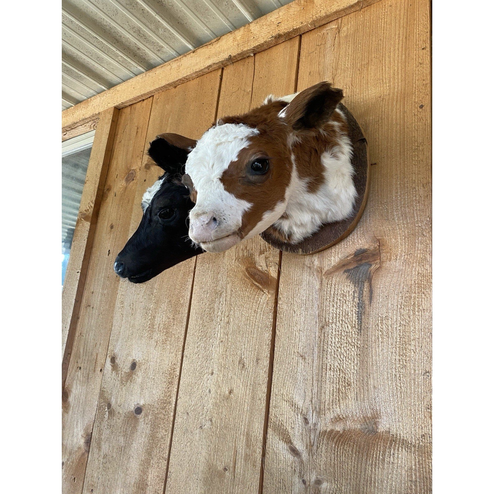 FHDARCA1 - Two headed calf cow taxidermy Gaff
