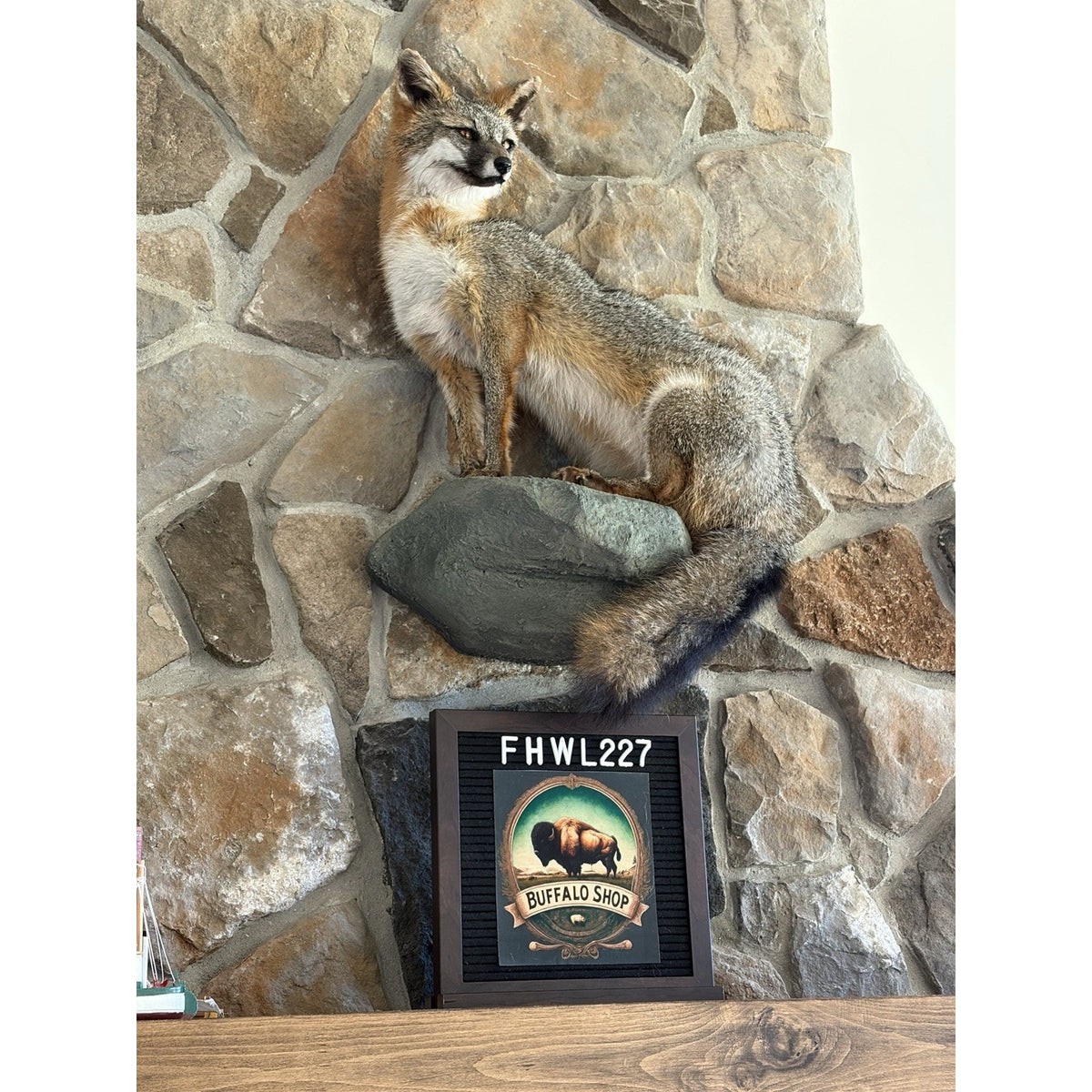 FHWL227 - Grey Fox Taxidermy Full Body Mount Cabin Camp Man Cave