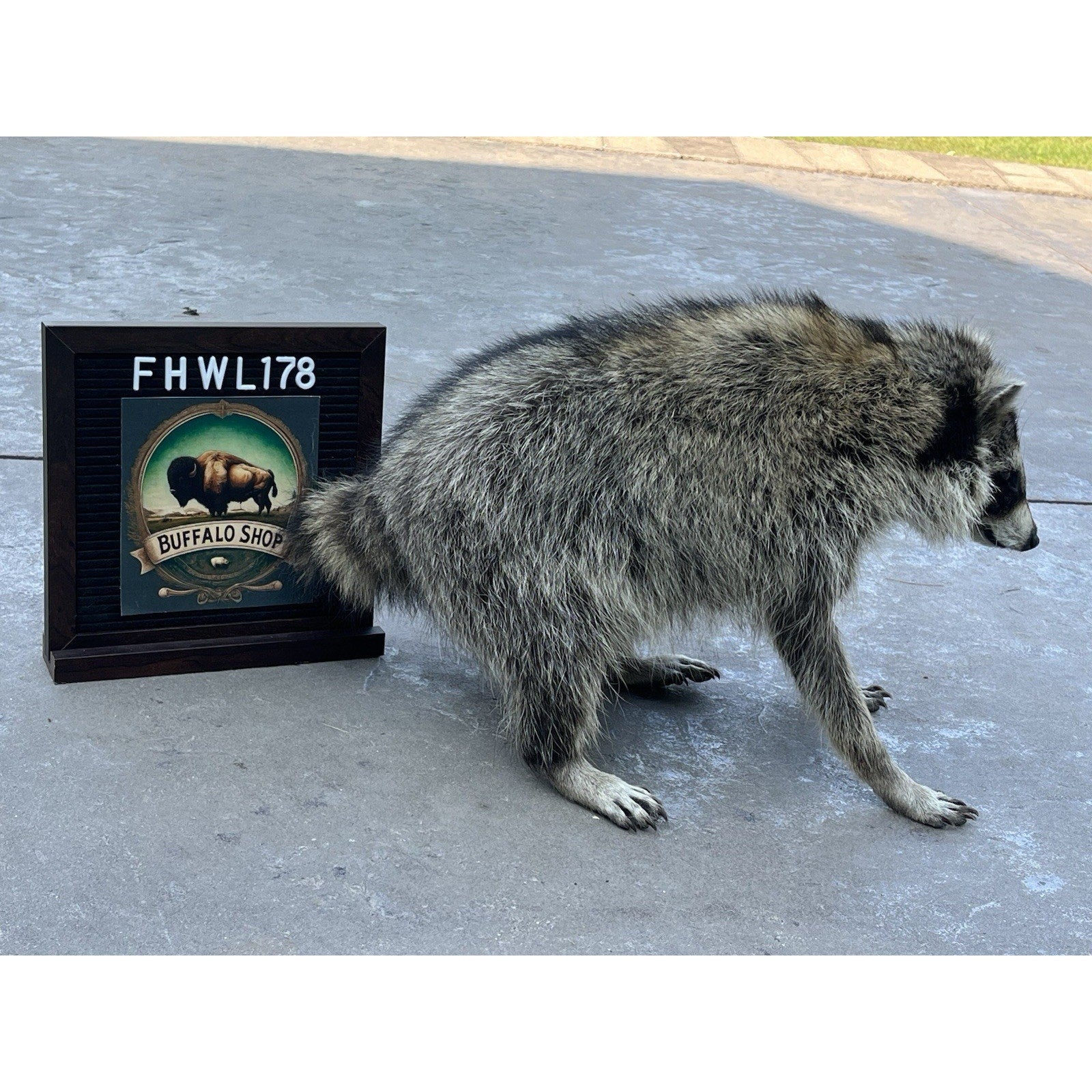 FHWL178 -Jimothy Fat Raccoon Taxidermy Mount