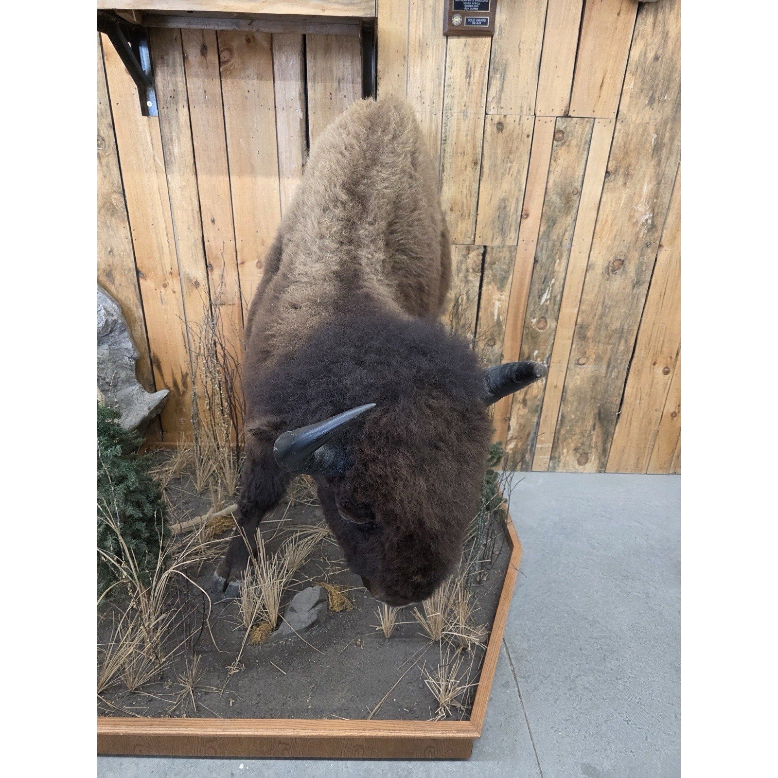 FHCM775 - Massive Buffalo Bison Taxidermy Half mount Bull