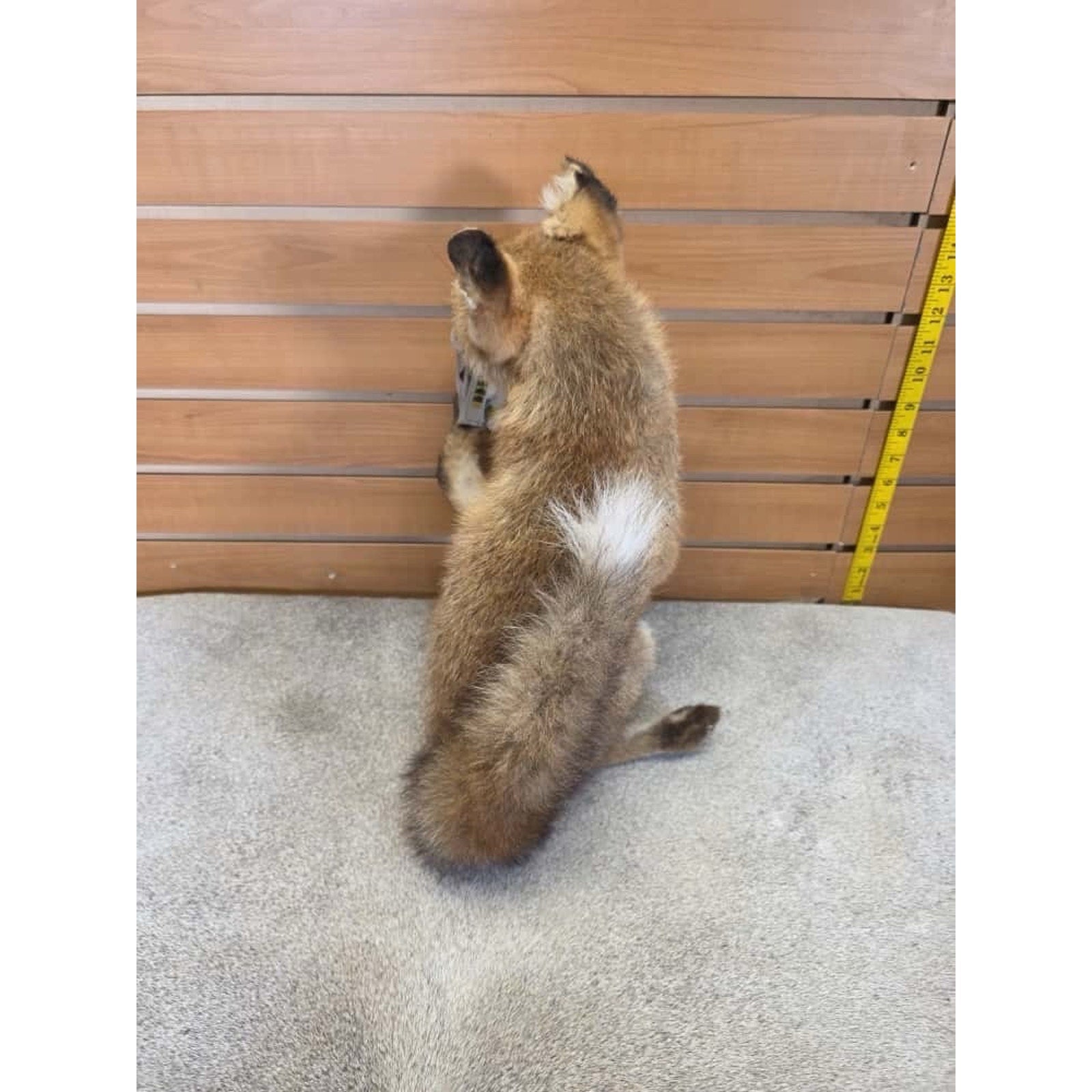 JTV233 - baby fox taxidermy mount