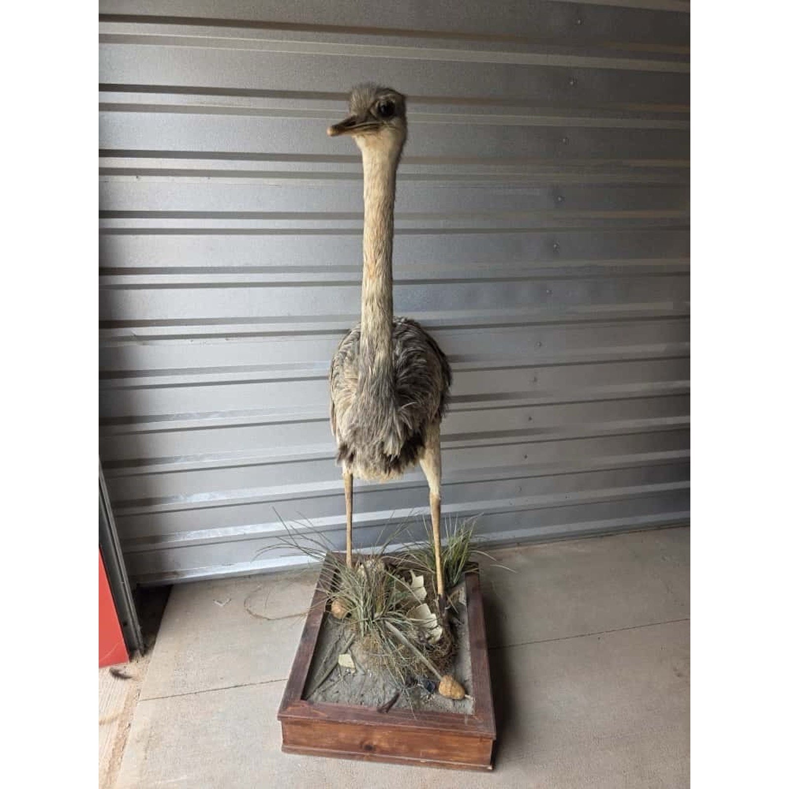FHHFK1 - Rhea Full Body Bird Taxidermy Taxidermy Mount