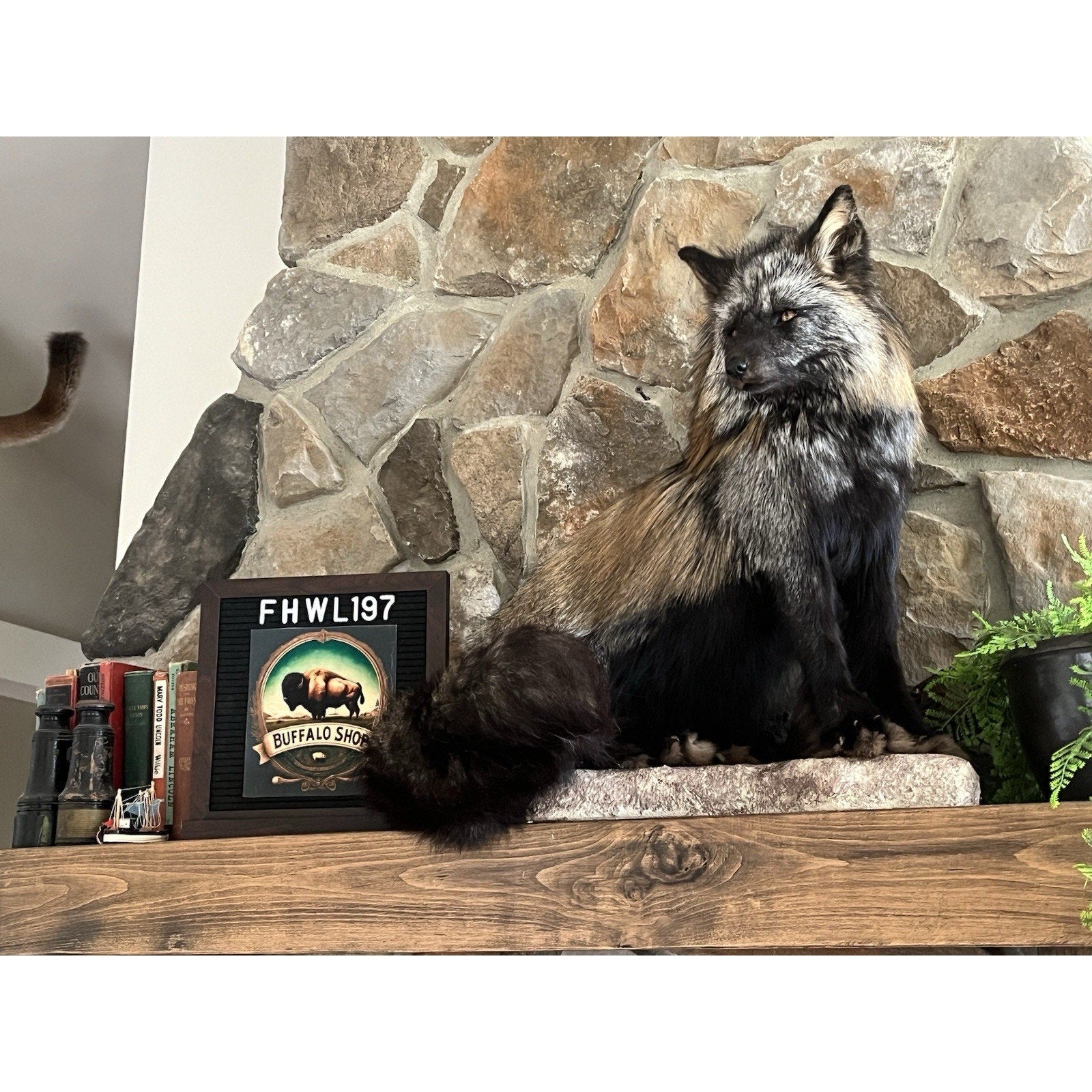 FHWL197- Museum Quality Ranch Fox Taxidermy mount