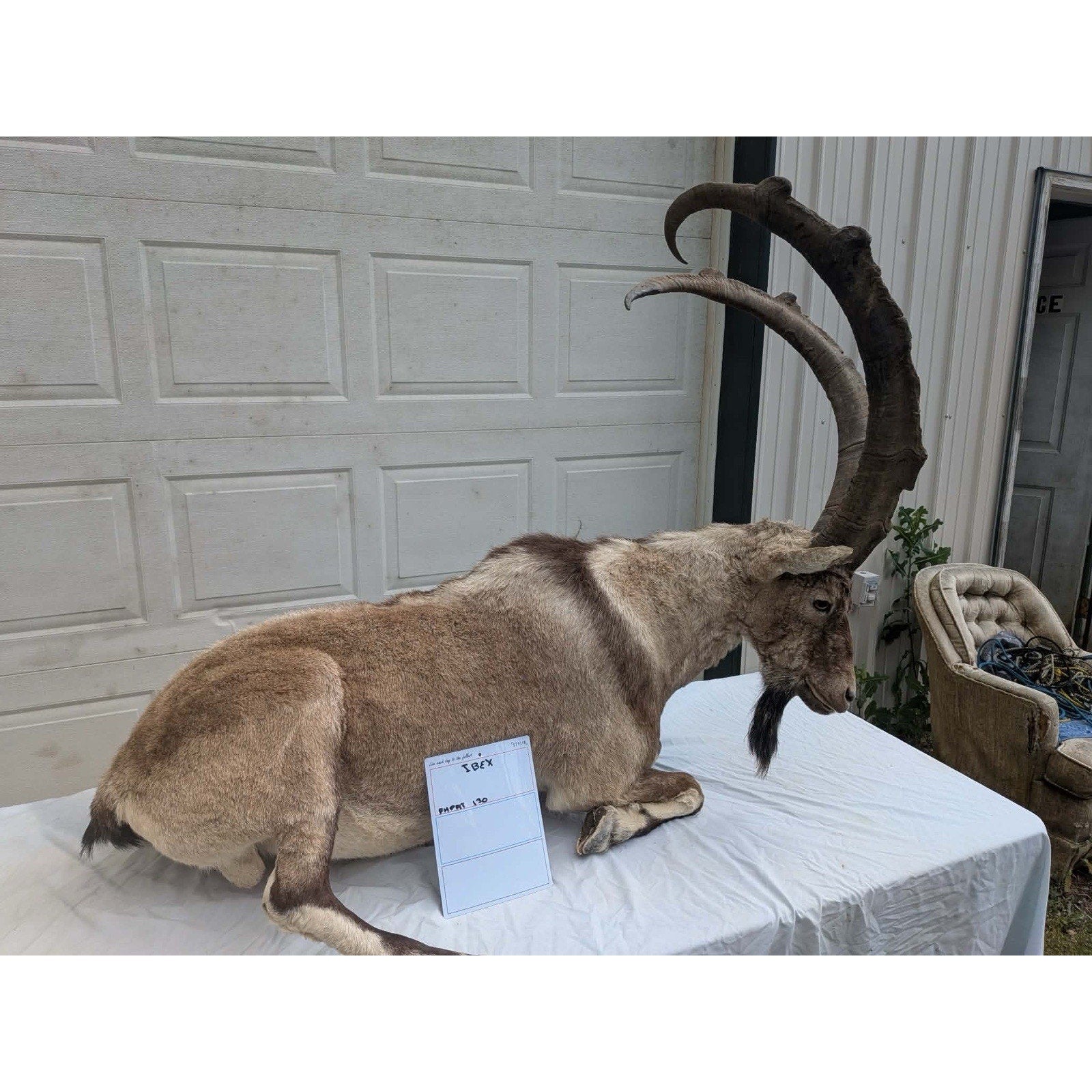 FHPAT - XL Ibex Taxidermy Full Body Mount