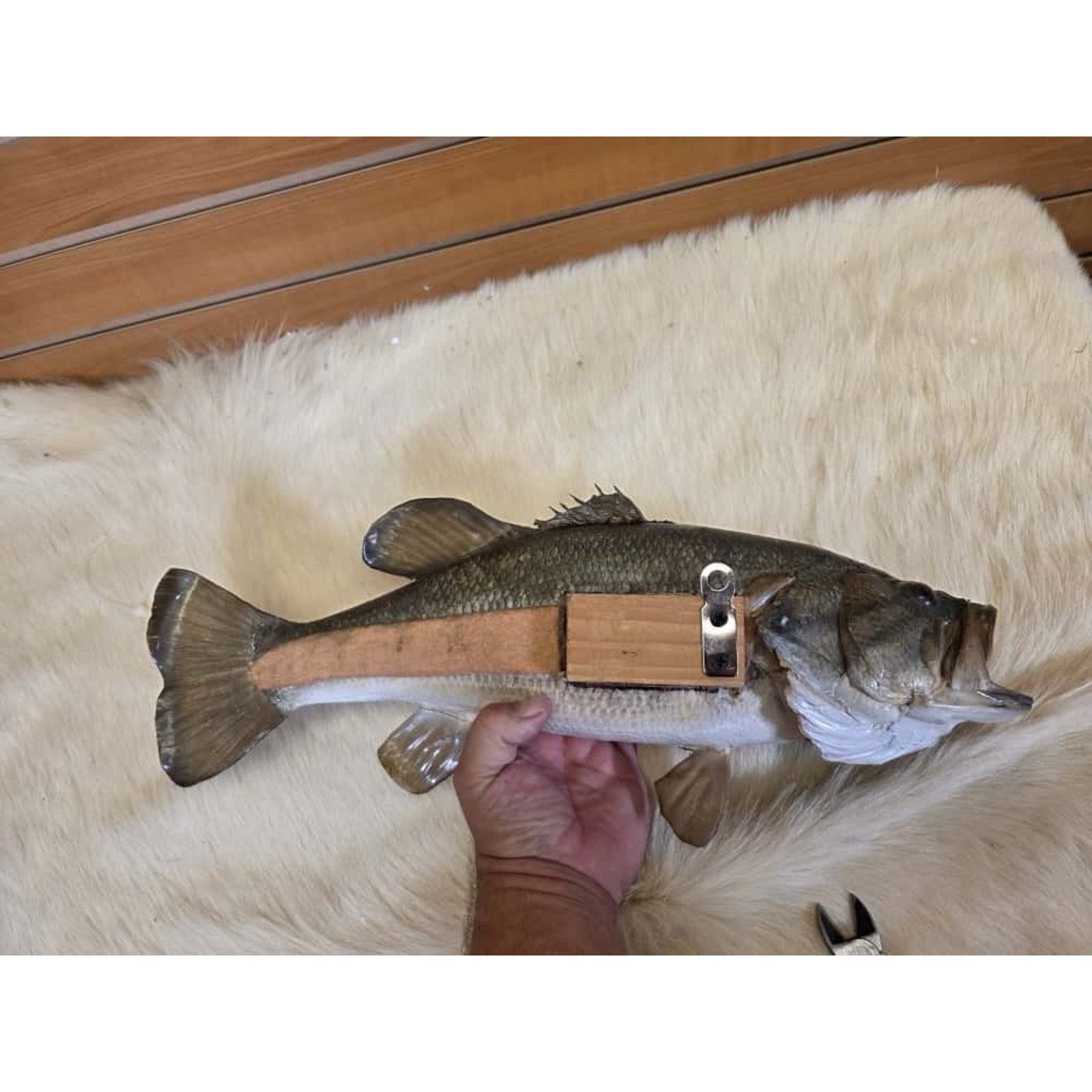JTV212 - Real Skin Bass Fish Taxidermy Mount 20”