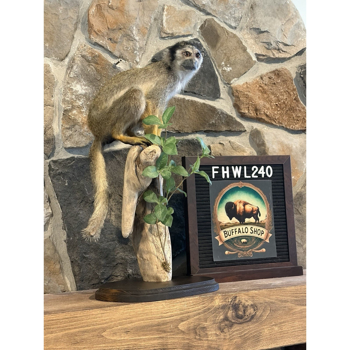 FHWL240 -Squirrel Monkey Taxidermy Mount
