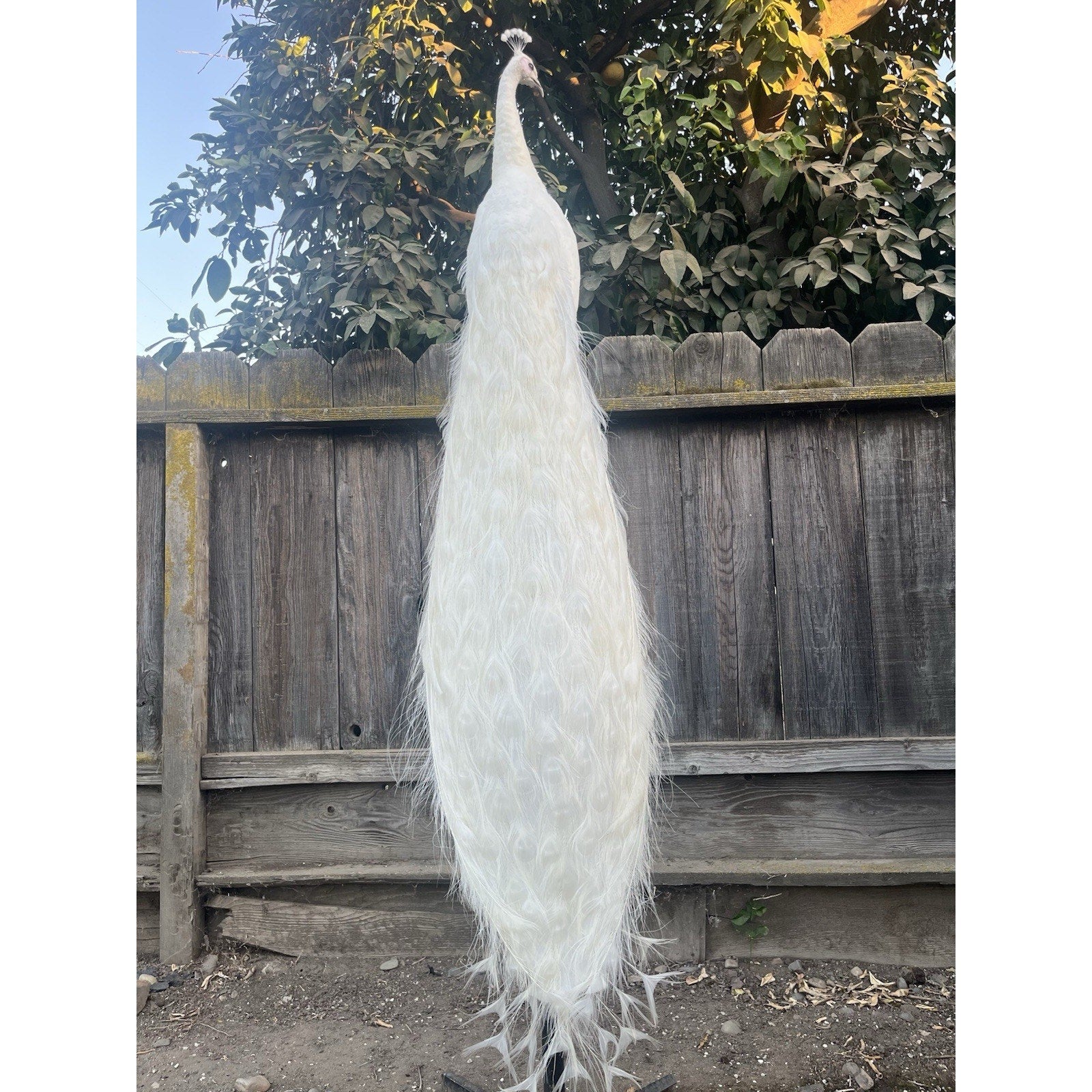FHJOEL332 - Rare White PEACOCK Taxidermy Mount