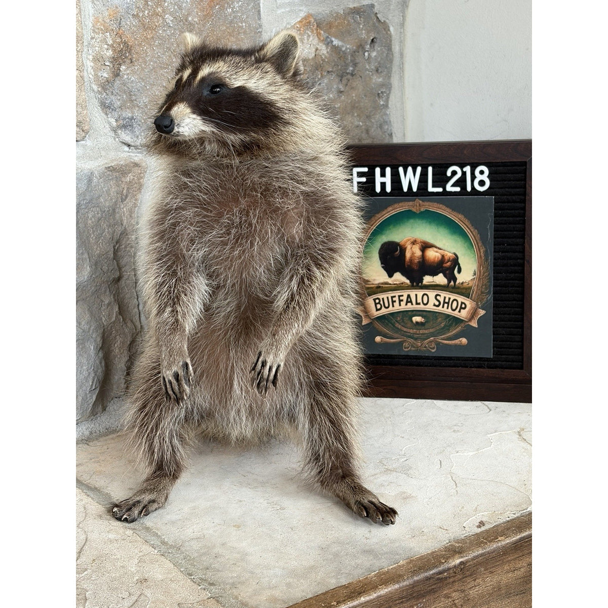 FHWL218 - baby Raccoon Taxidermy Mount