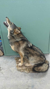 Alaskan wolf howling full body taxidermy mount