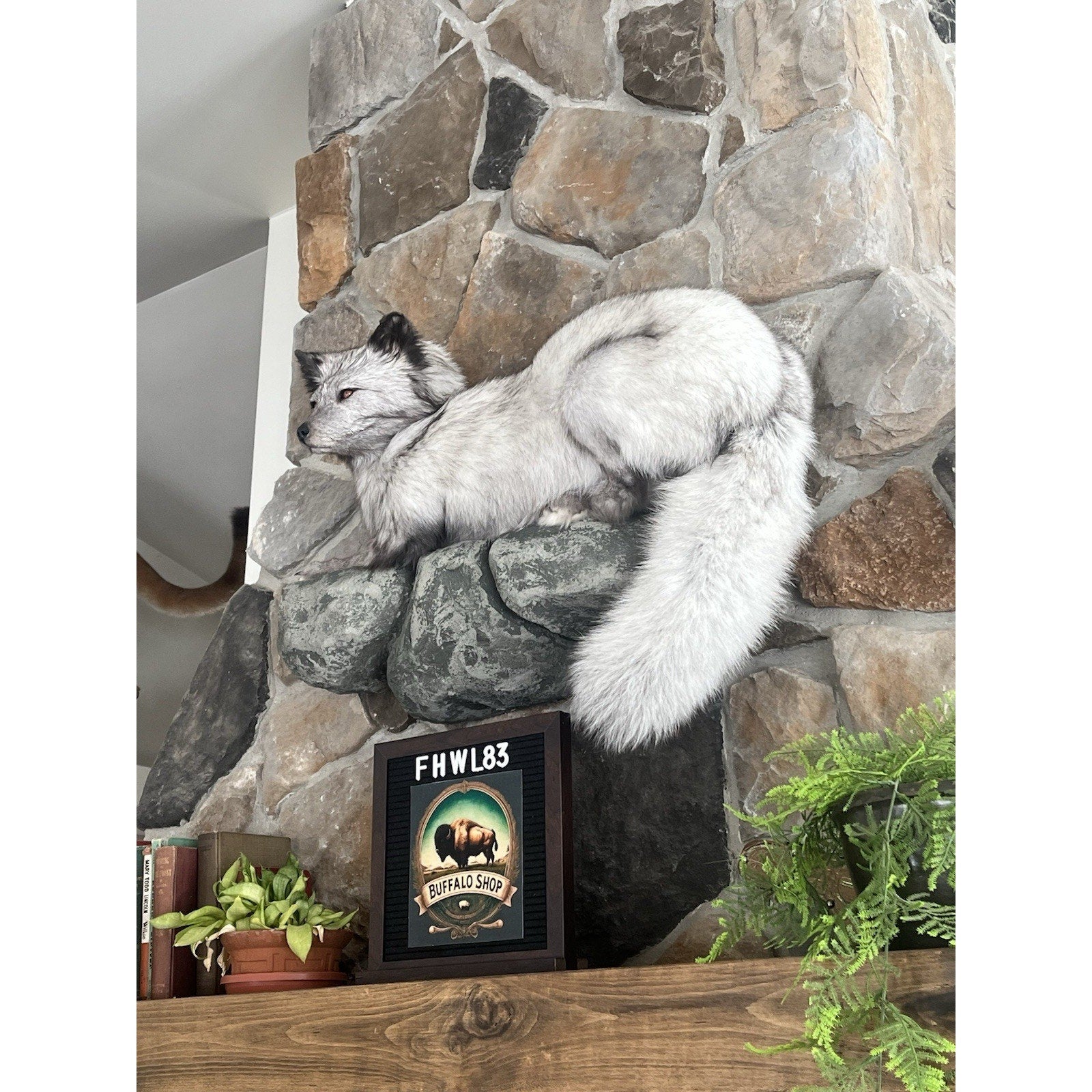 FHWL83 - Grey & White Ranch Fox Taxidermy Full Body Mount