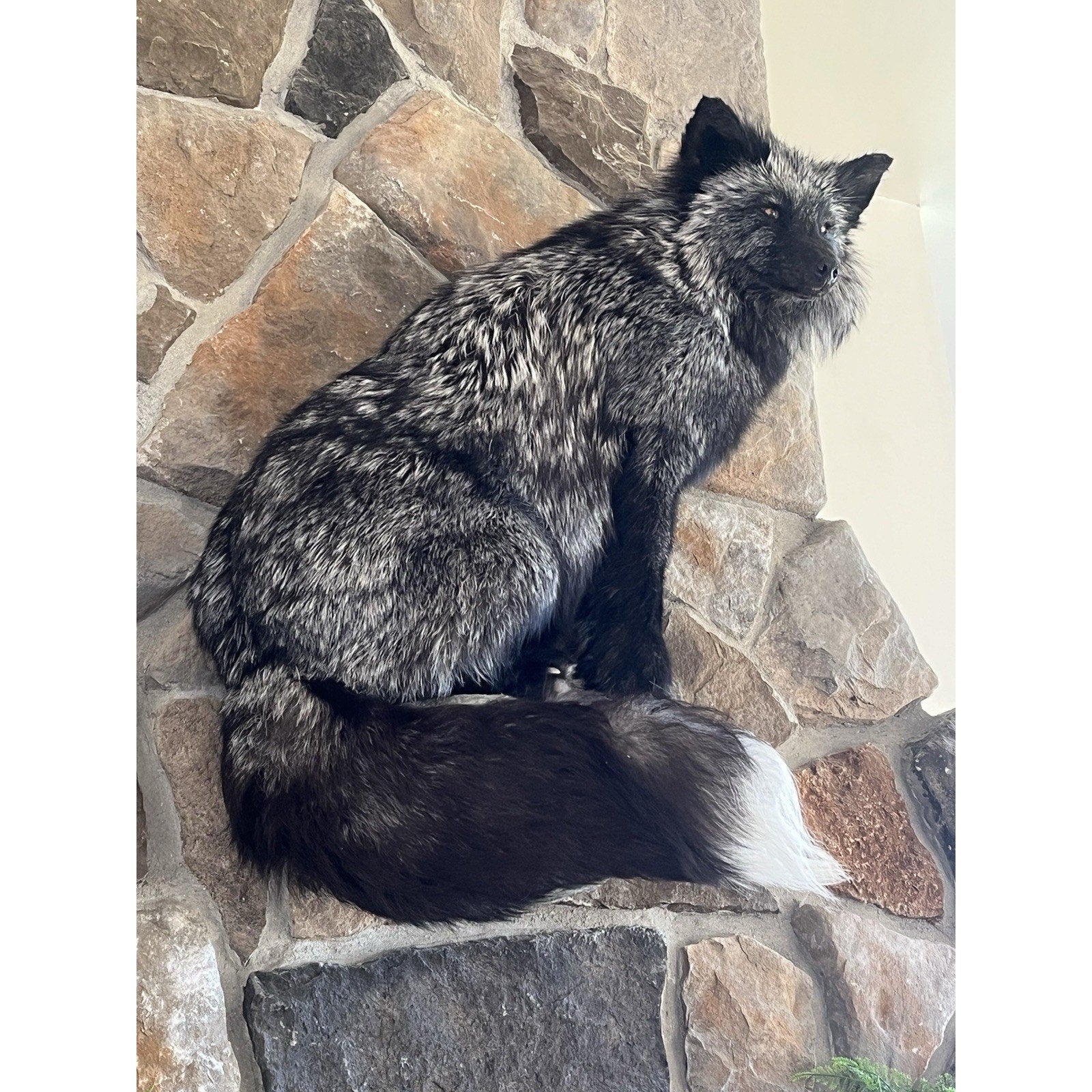 FHWL8 - Massive Silver Fox Taxidermy Full Body Mount