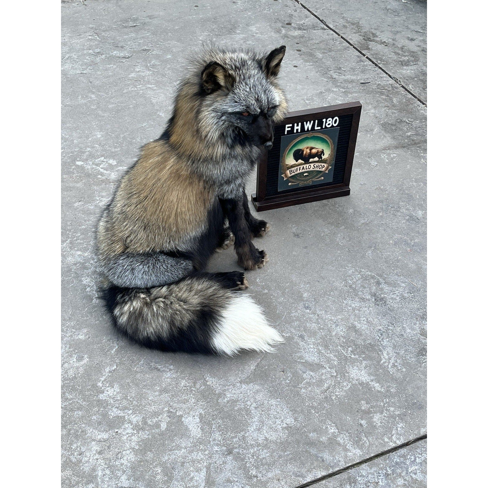 FHWL180- Museum Quality Red Fox Taxidermy mount