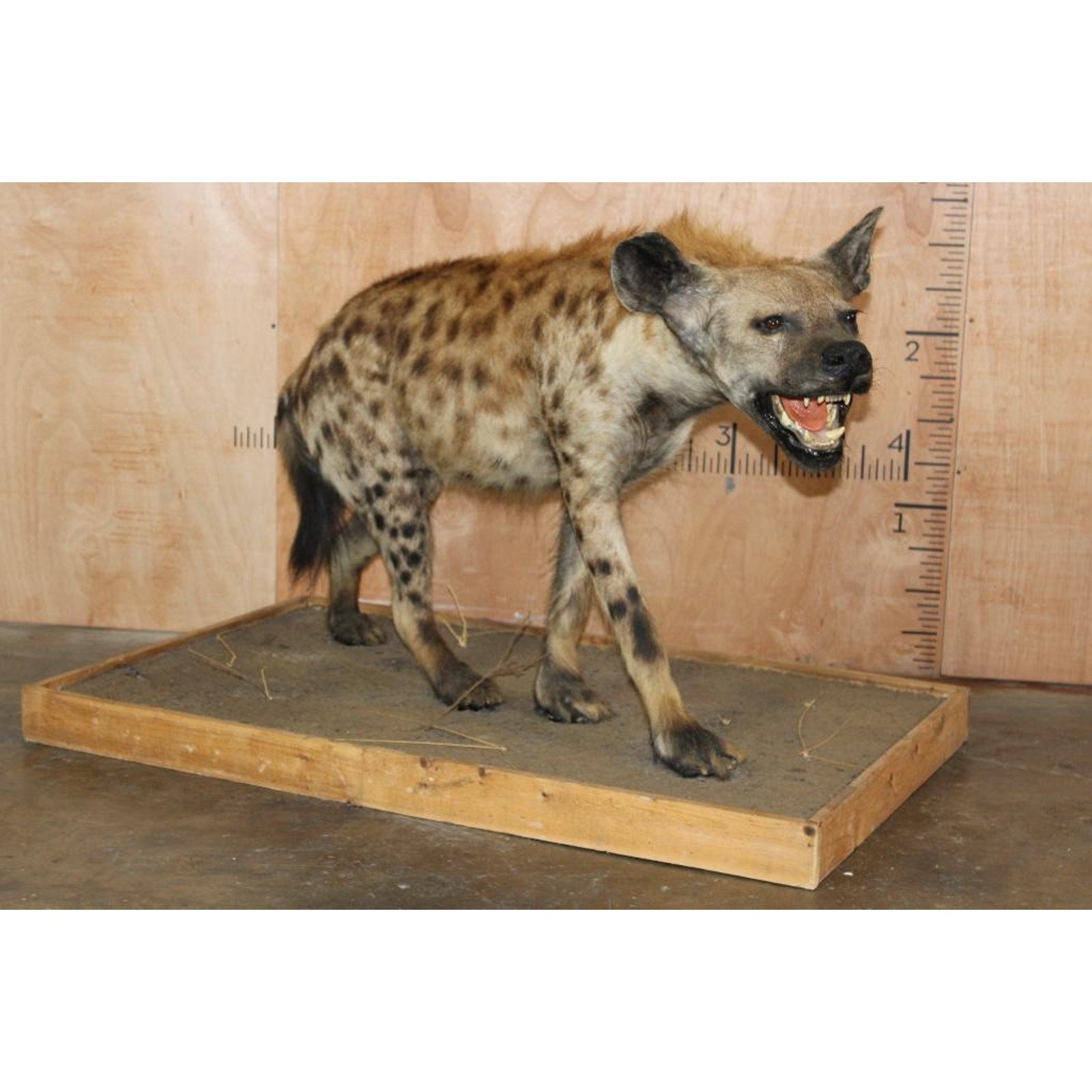 FHBRENT2 - XL Life-sized SPOTTED HYENA on a Wood Base