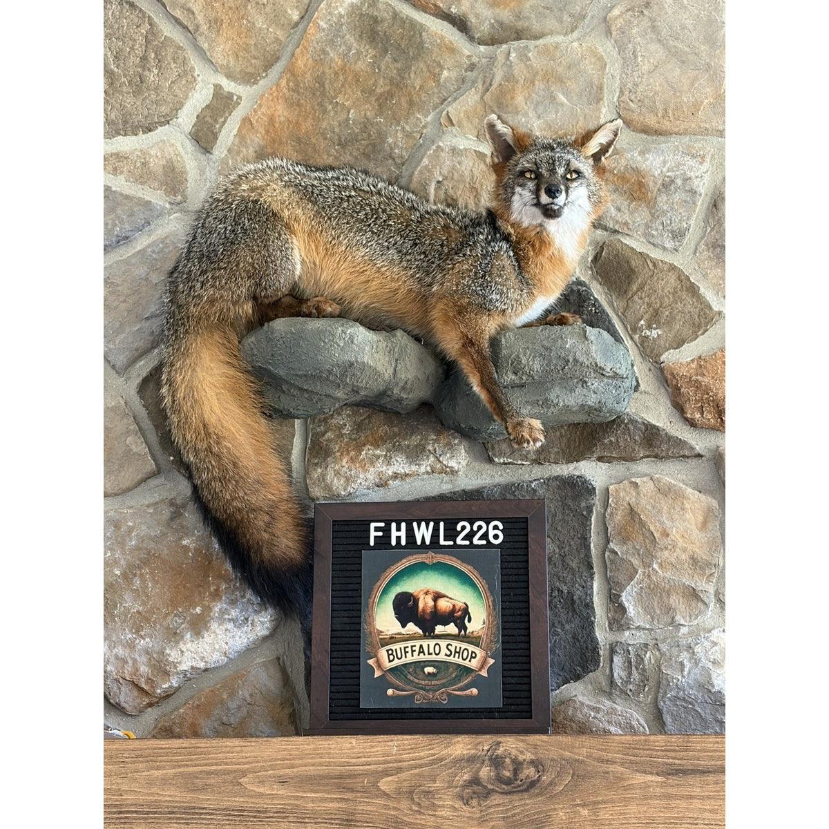 FHWL226 - Grey Fox Taxidermy Full Body Mount Cabin Camp Man Cave