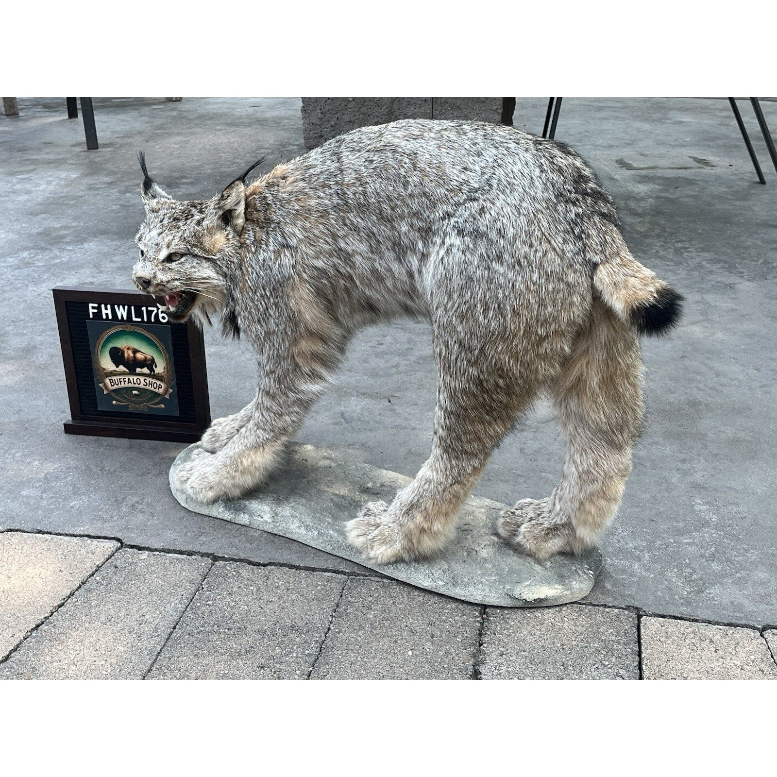 FHWL176- Alaskan Lynx Taxidermy Full Body Mount Prime Fur