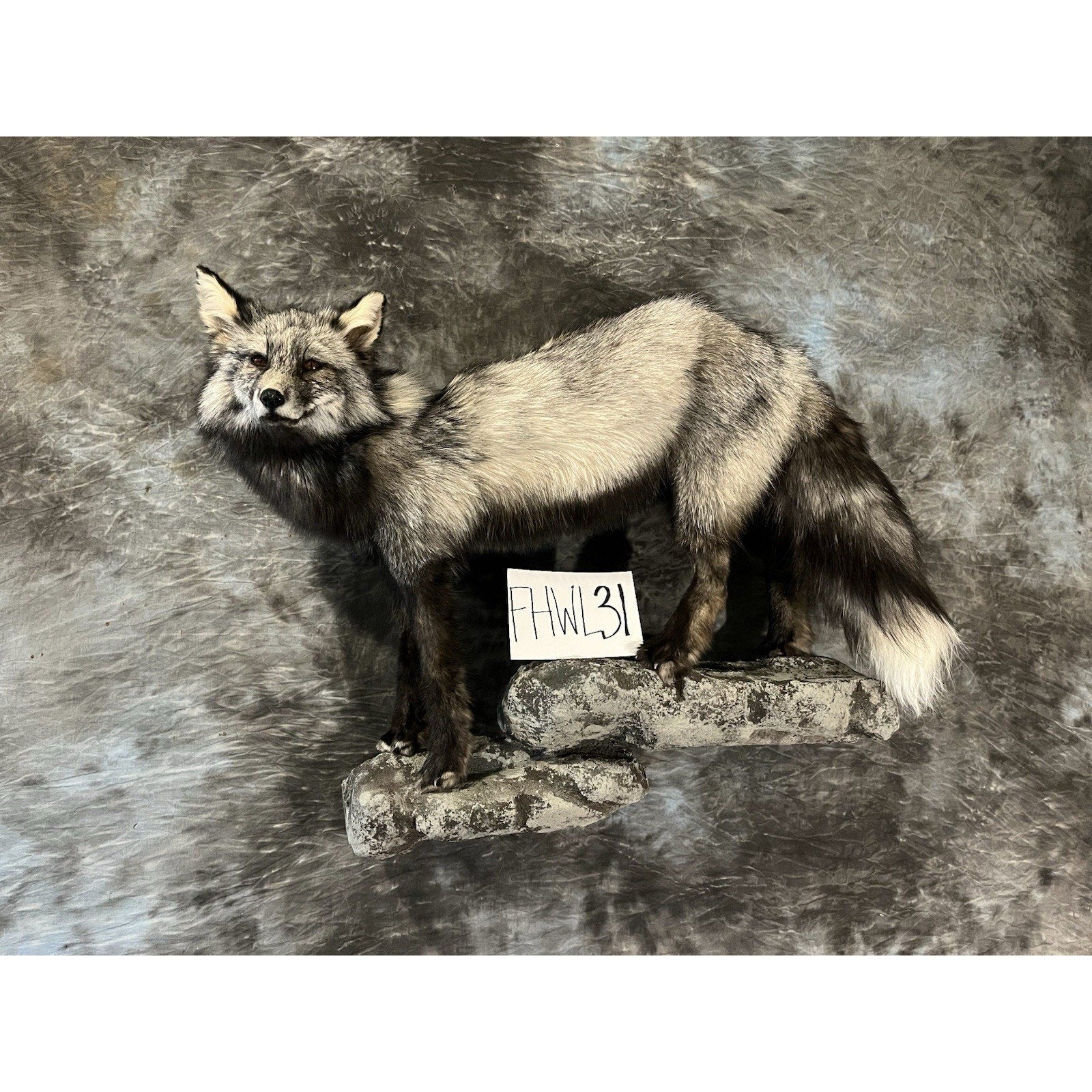 FHWL31 -museum Quality Cross Fox Taxidermy mount