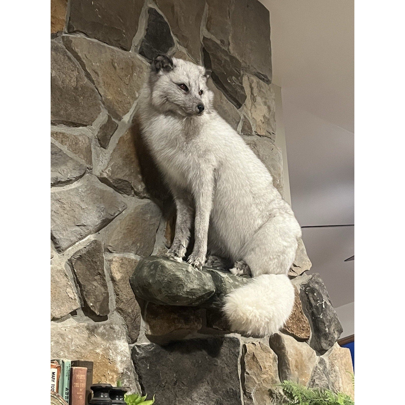 FHWL4 - Massive Blue Ranch Fox Taxidermy Full Body Mount