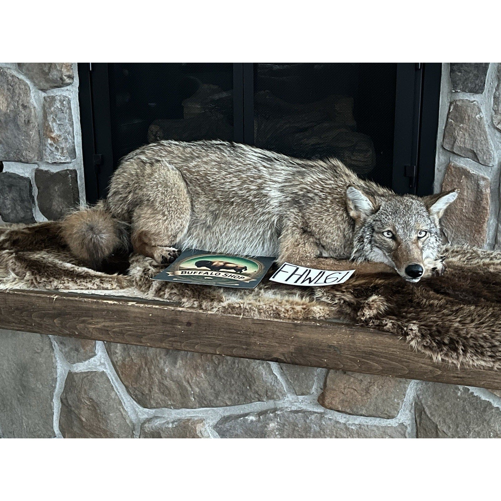 FHWL61 - Coyote Museum Quality Wall mount Taxidermy