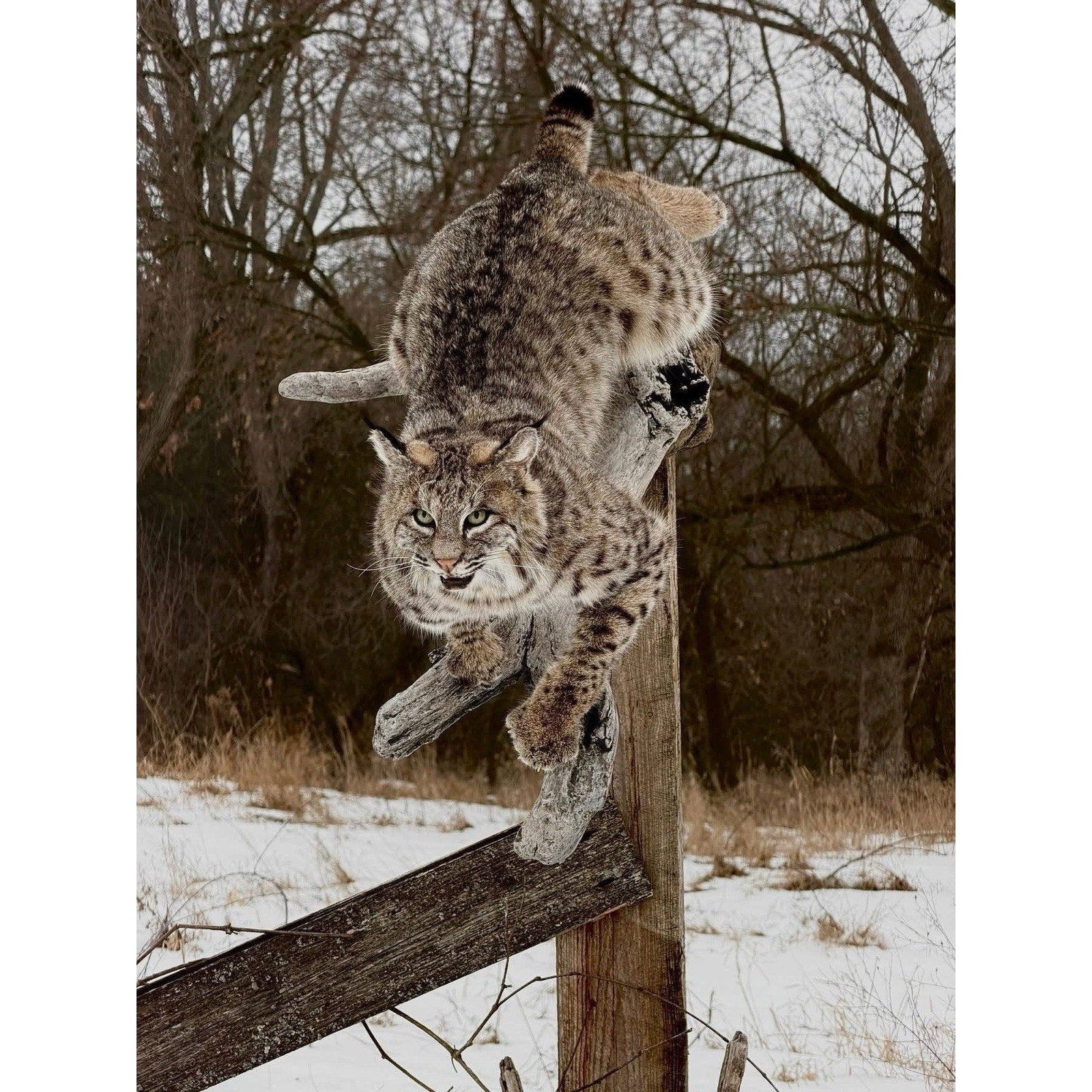 FHDOUG1 - Ultra Rare Blue Bobcat Full Body Taxidermy Mount