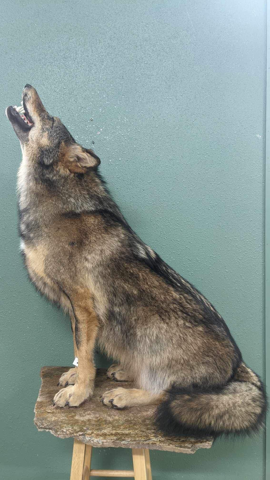 Alaskan wolf howling full body taxidermy mount