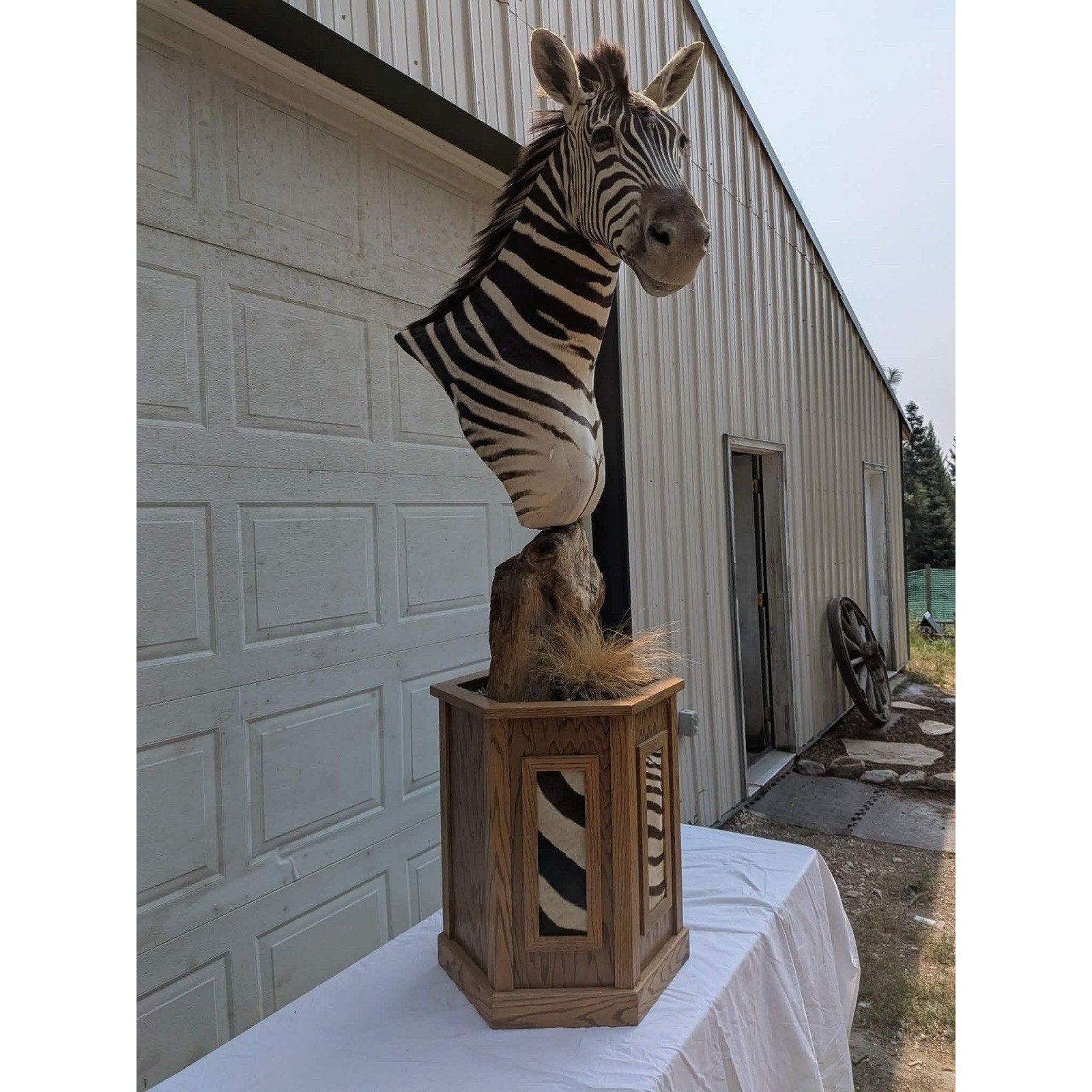 FHPATZE1- RARE Zebra Taxidermy Mount Free Shipping