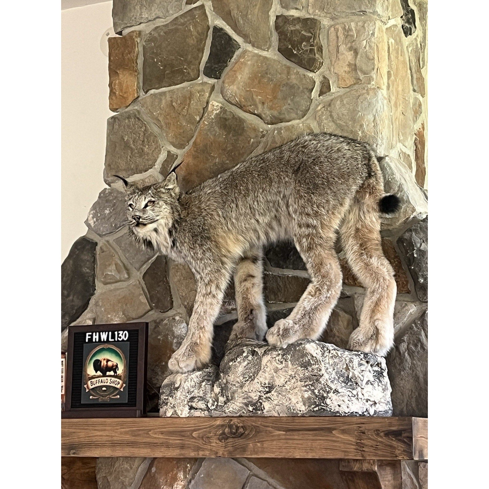 FHWL130 - Alaskan Lynx Taxidermy Full Body Mount Prime Fur