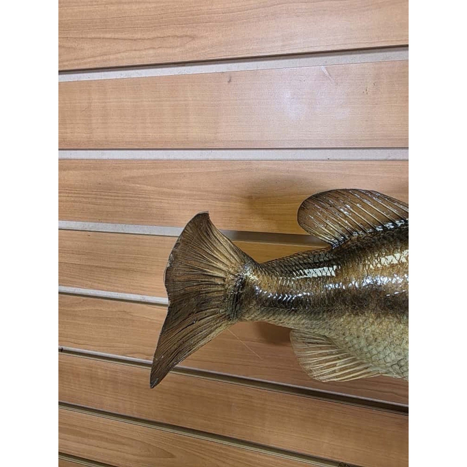 JTV204 - largemouth bass 19" Real Skin Taxidermy Mount