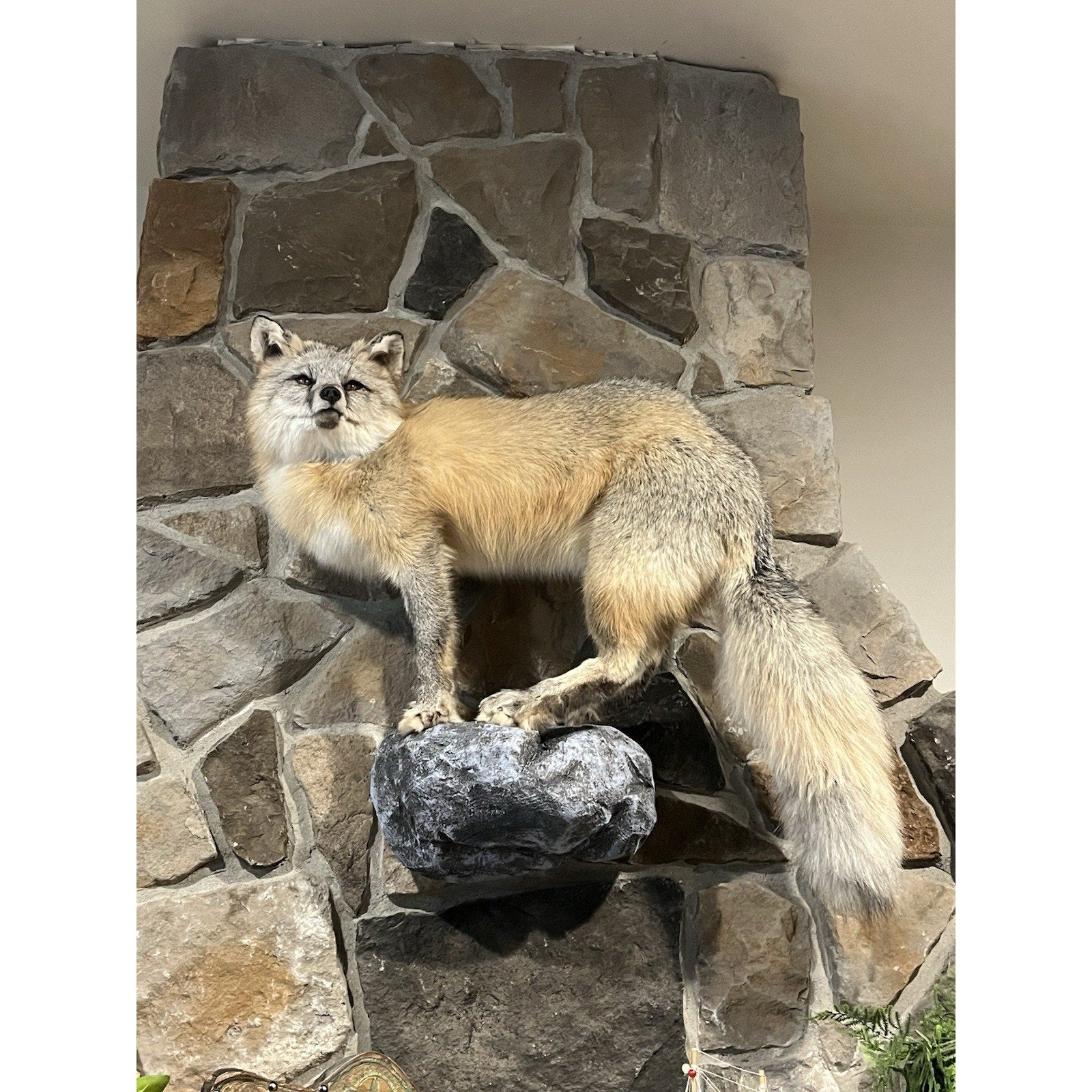 FHWL40 -museum Quality Ranch Fox Taxidermy mount