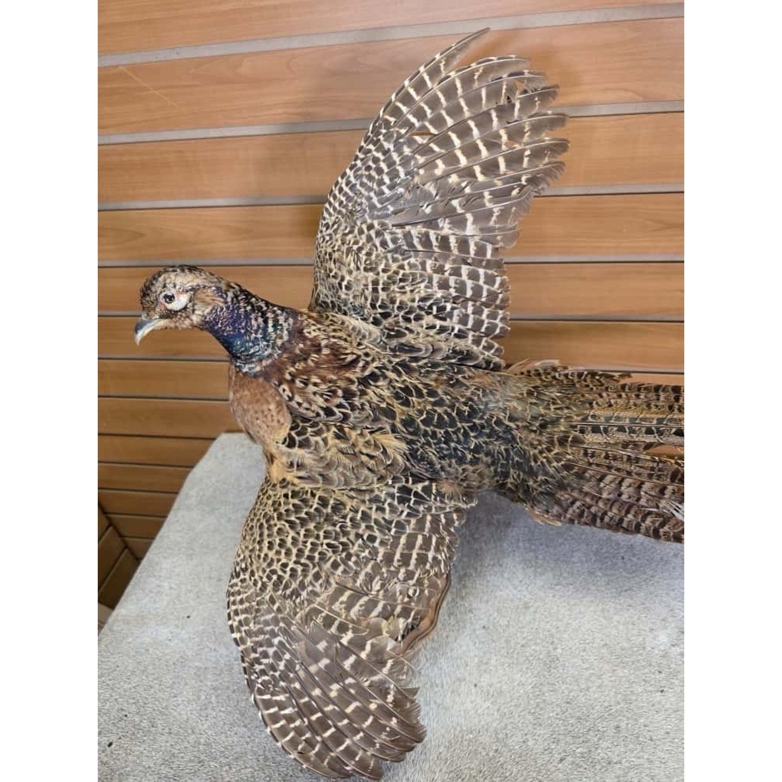 Jtv258 - morphodite ringneck Taxidermy Bird Mount