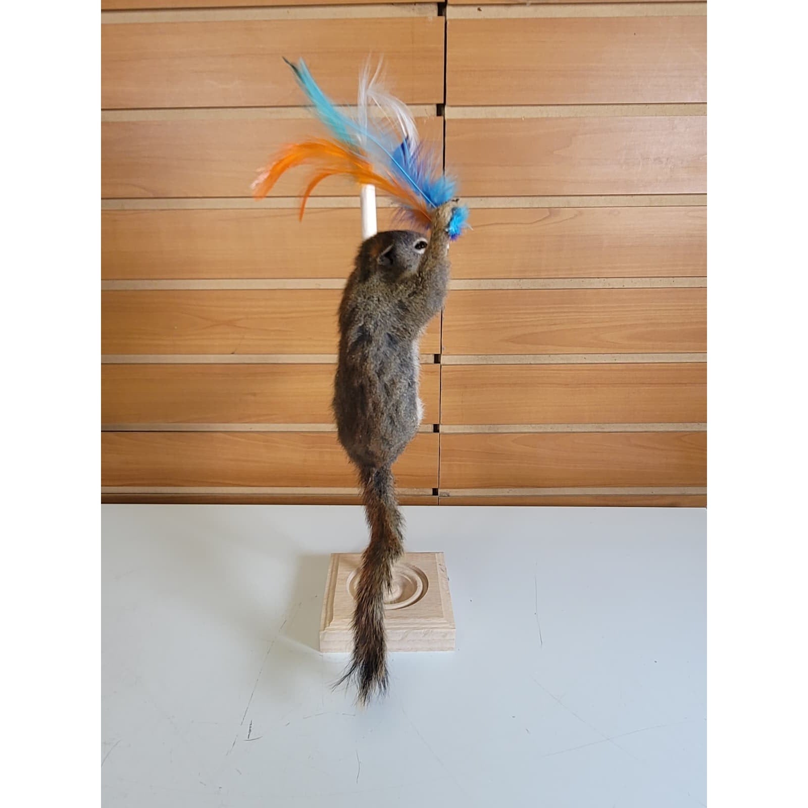 FHSQ311 - Stripping American Red Squirrel Taxidermy Mount