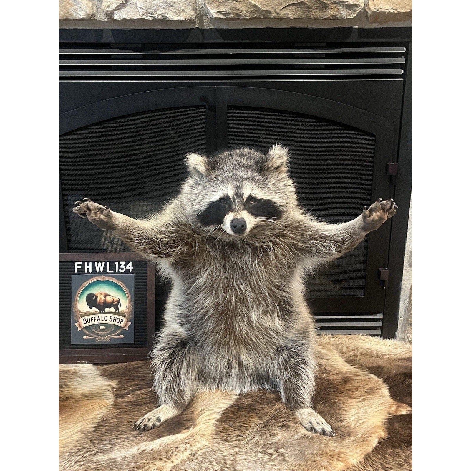 FHWL134 - Fat Raccoon Taxidermy Mount