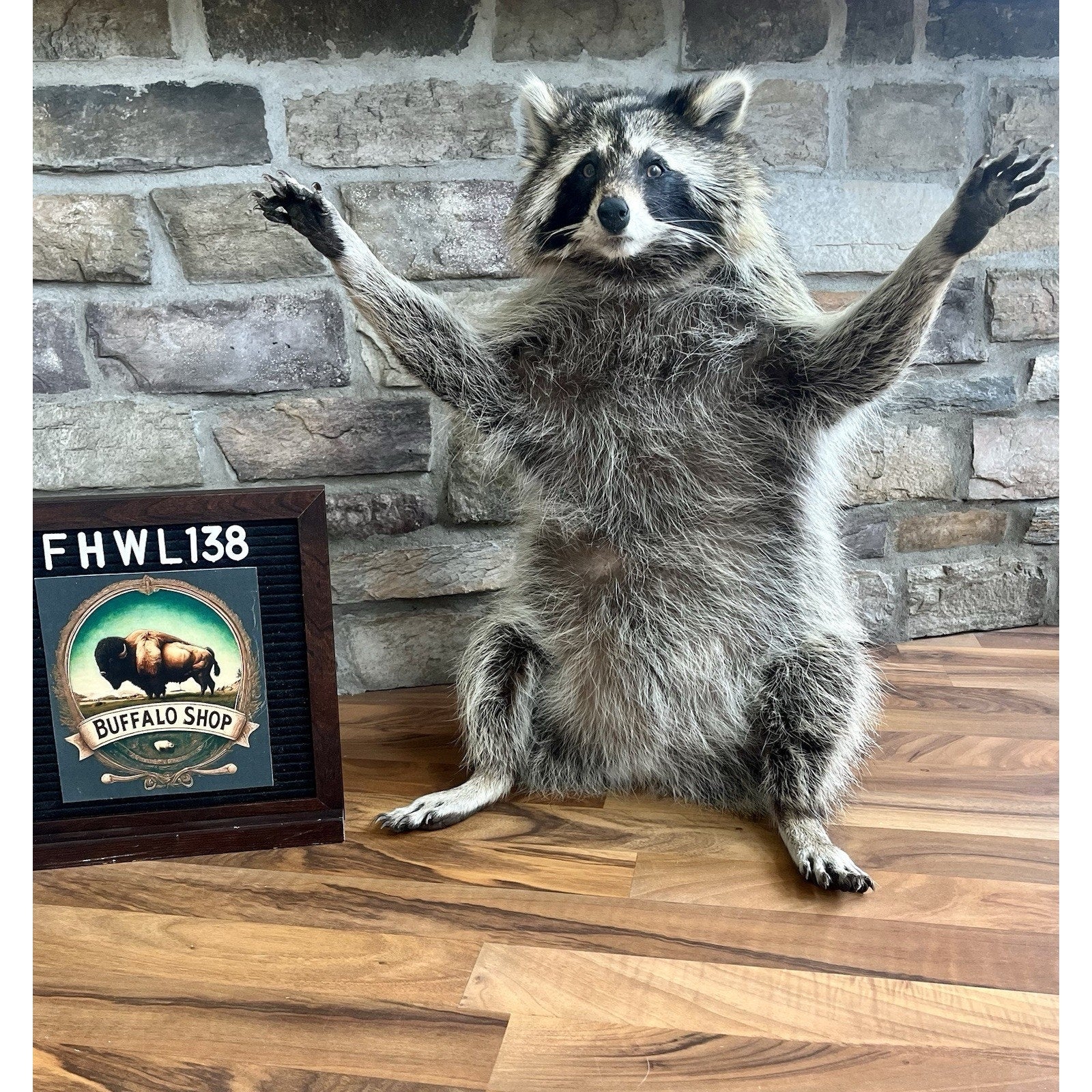 FHWL138 - Fat Raccoon Taxidermy Mount