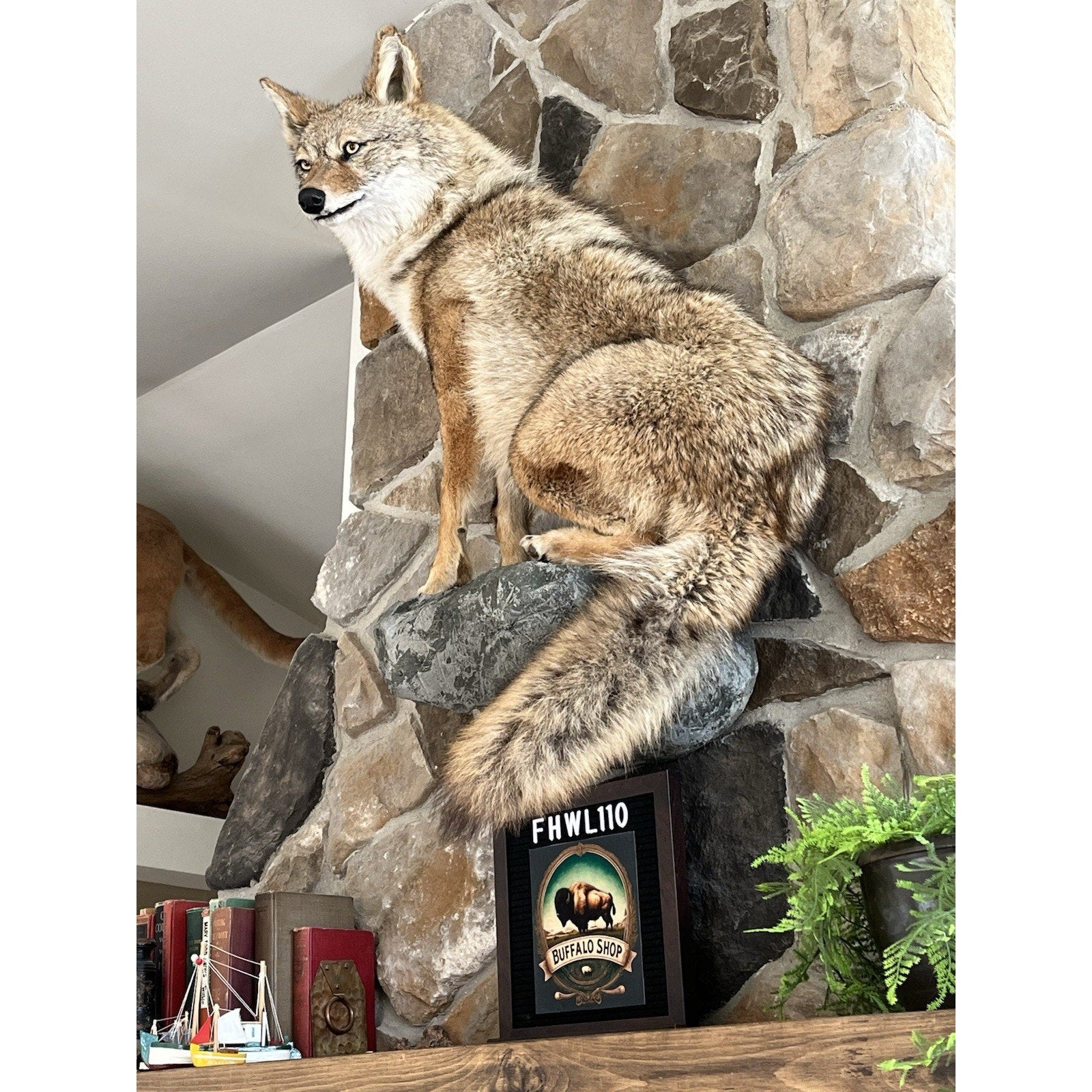 FHWL110 - Coyote Museum Quality Wall mount Taxidermy