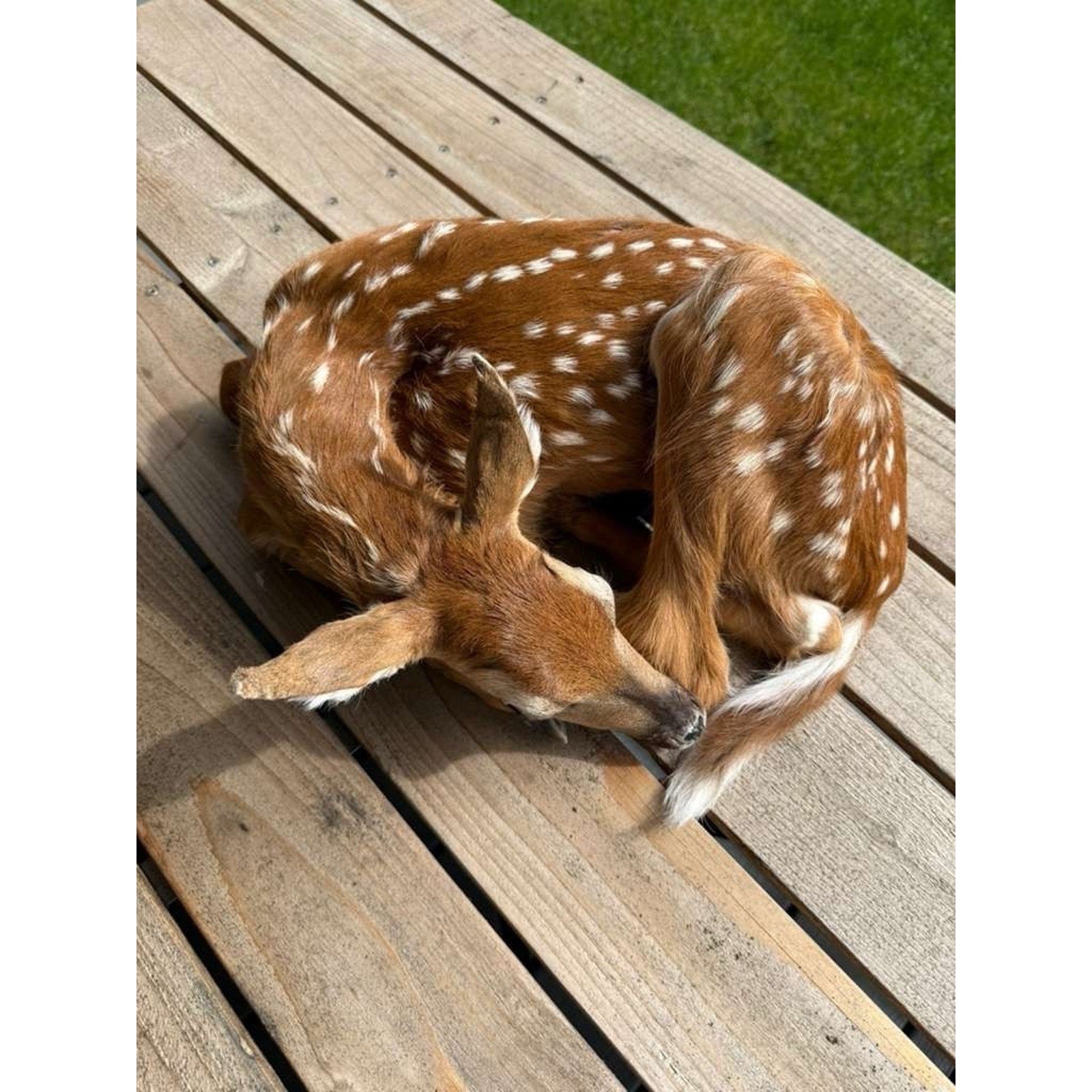 FHWAF2 - Fawn Lifesize Taxidermy Mount