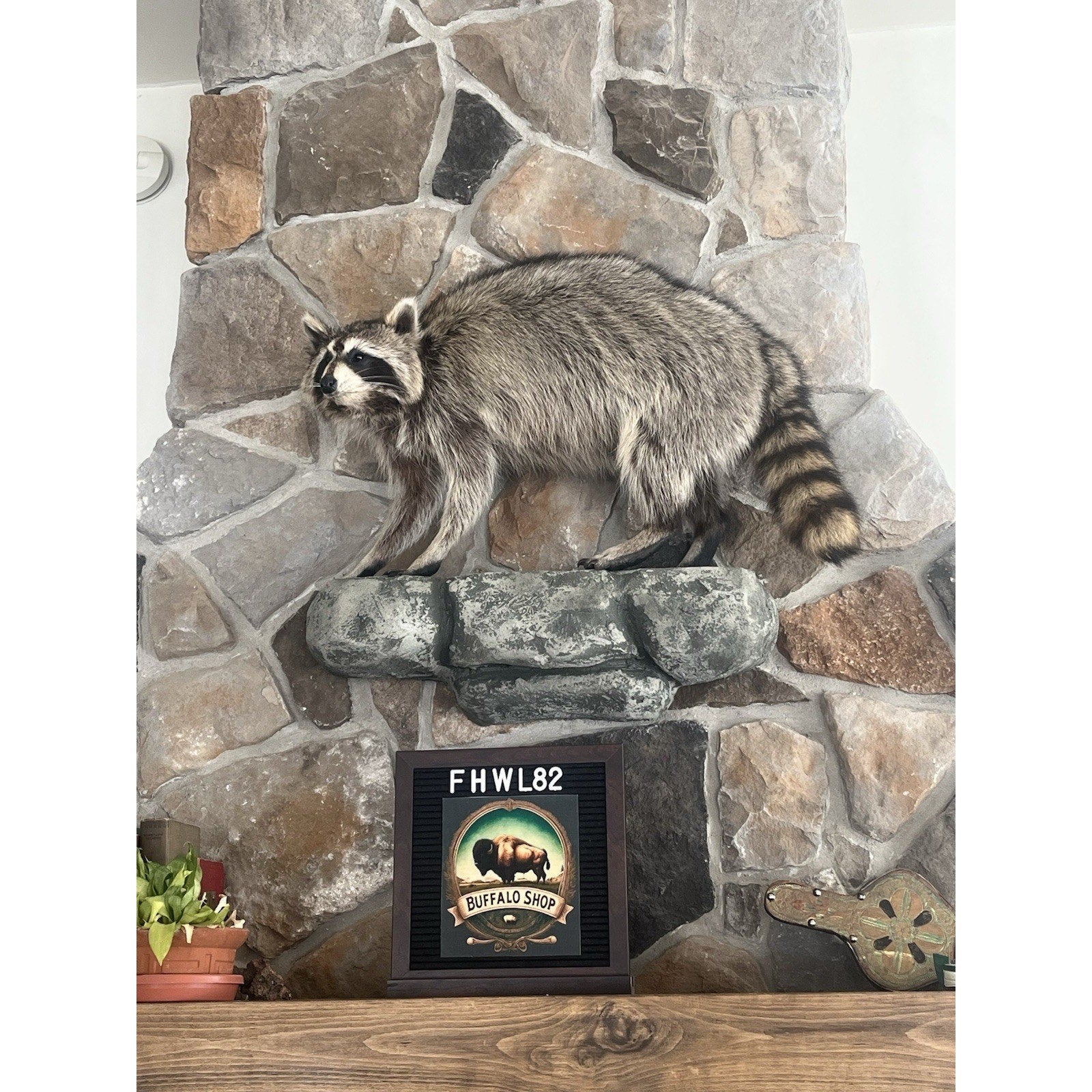 FHWL82 - Fat Raccoon Taxidermy Mount