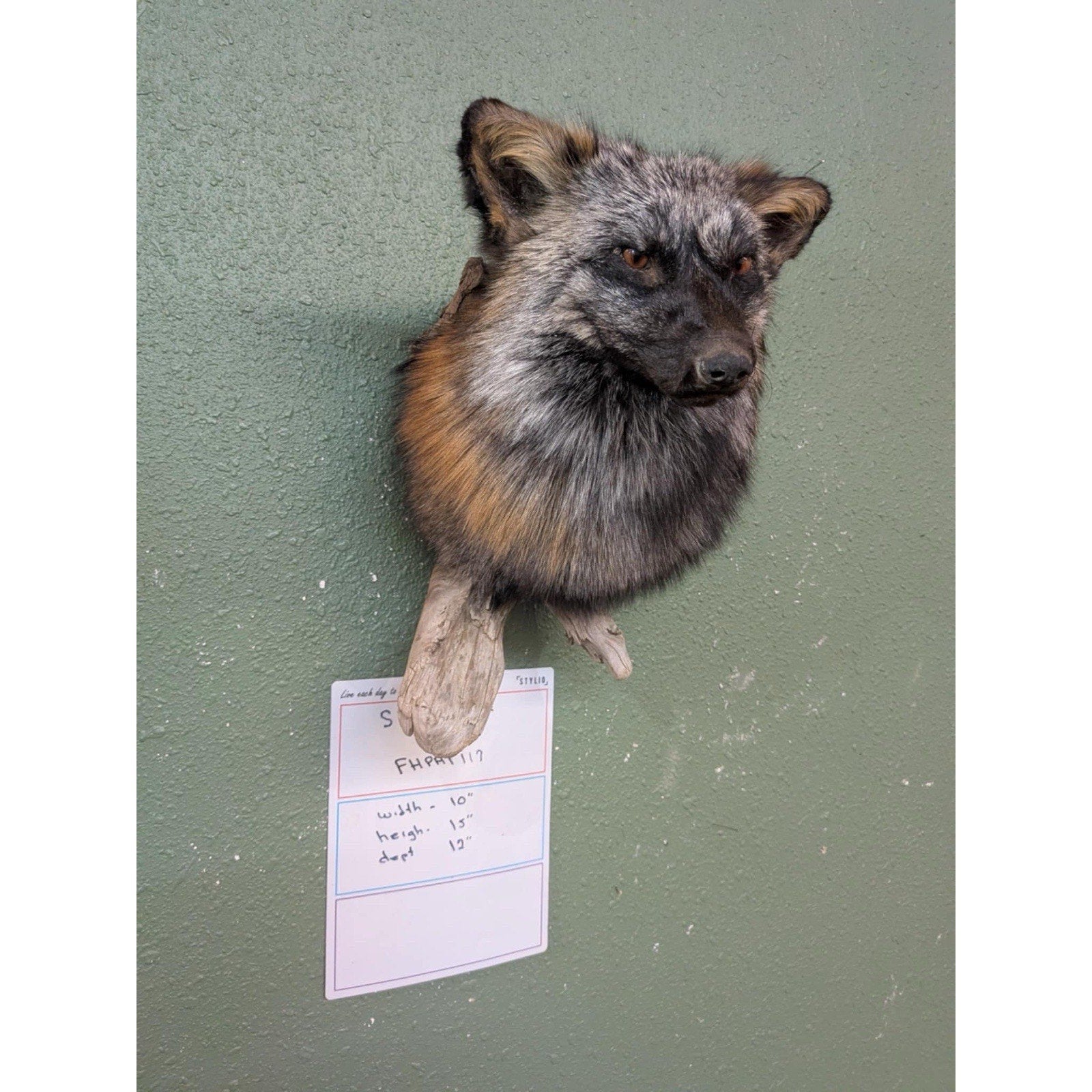FHPAT118 - Cross Fox Taxidermy Shoulder mount