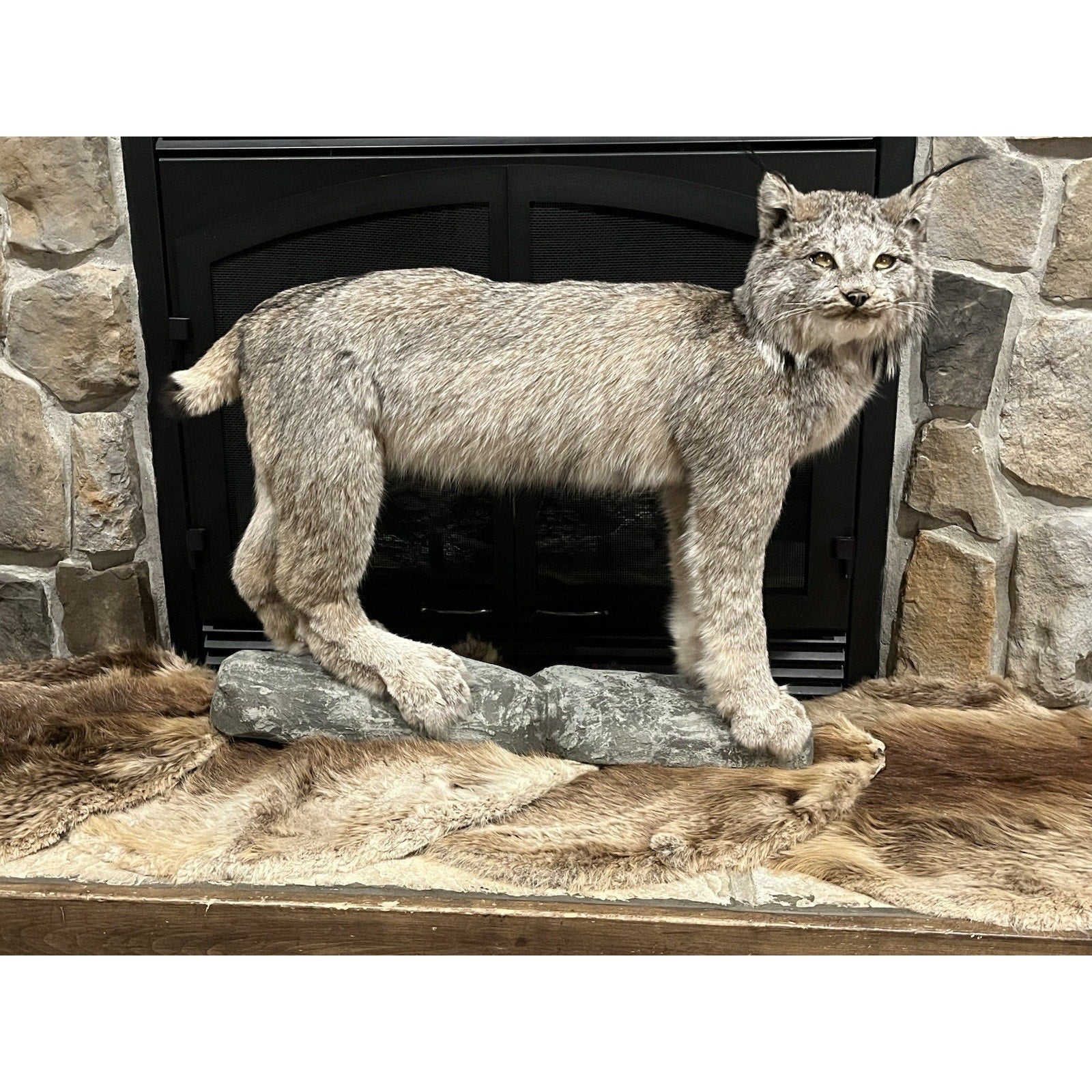 FHWL24 - Alaskan Lynx Taxidermy Full Body Mount Prime Fur